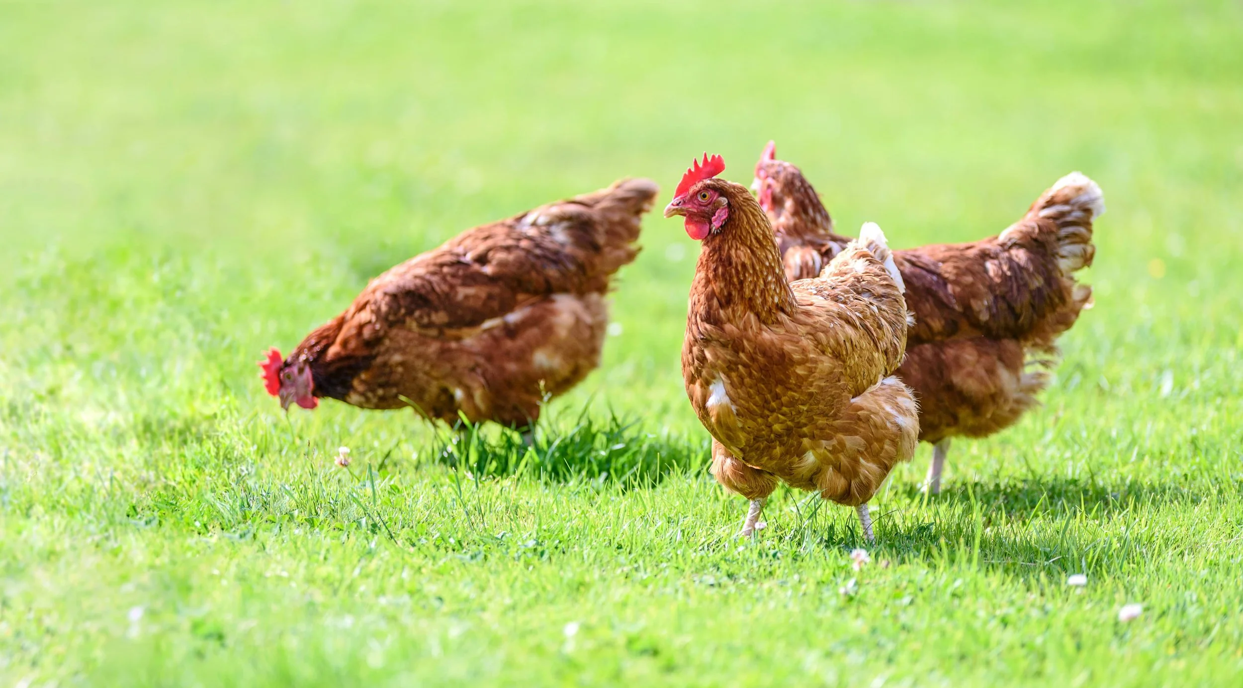 Introducing Bartholomews Layers Pellets &amp; Layers Mash