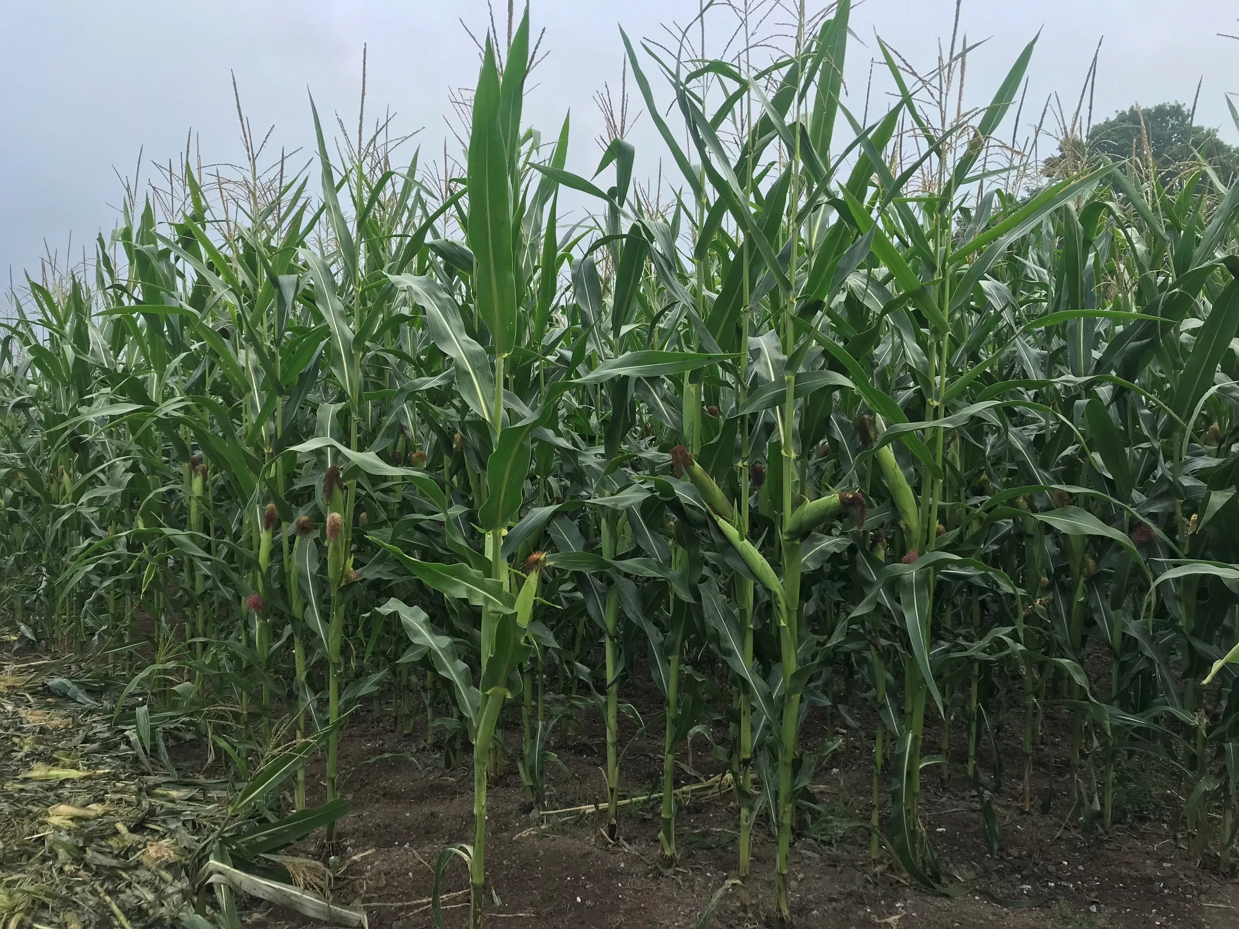 Late Sown Game Cover Crop Options — Bartholomews