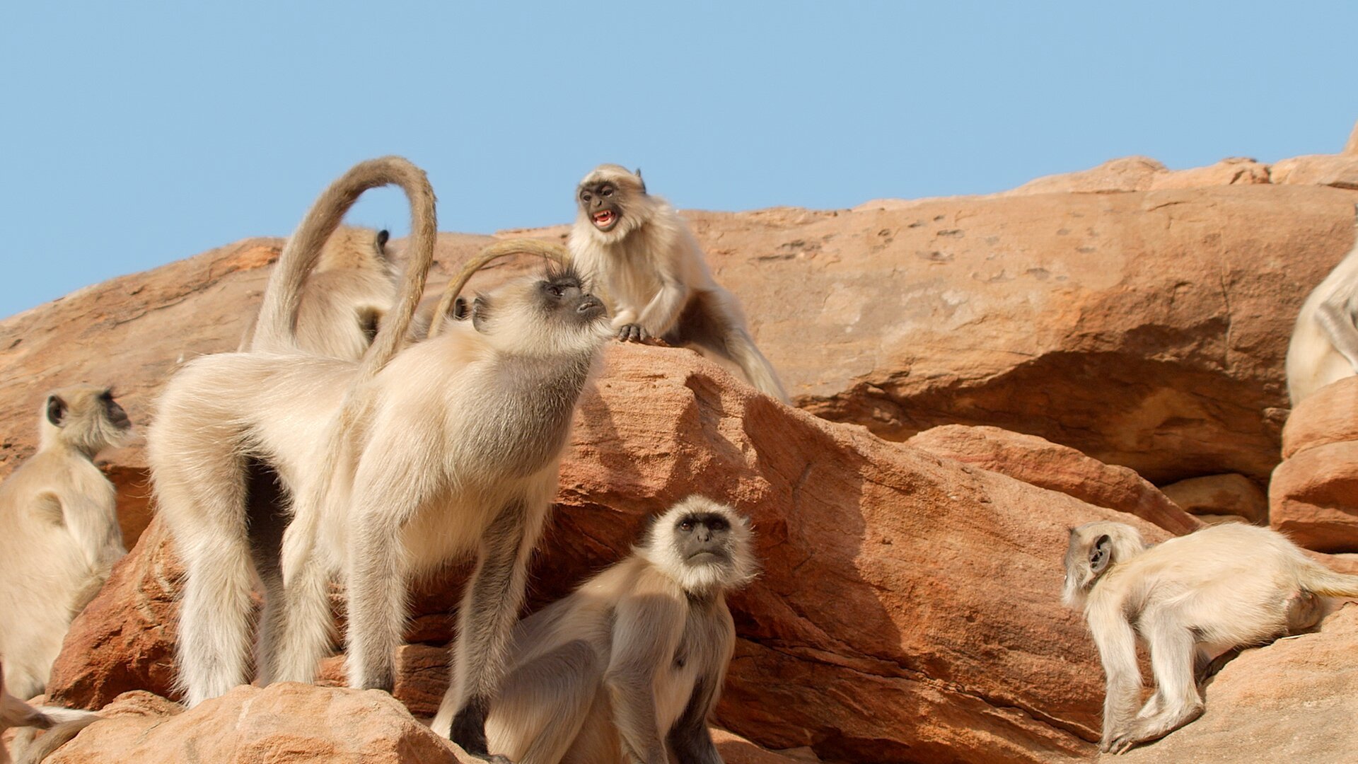 Primates