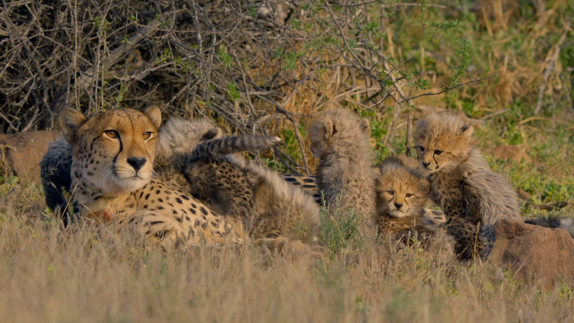 Cheetah Family And Me_1.32.1.jpg