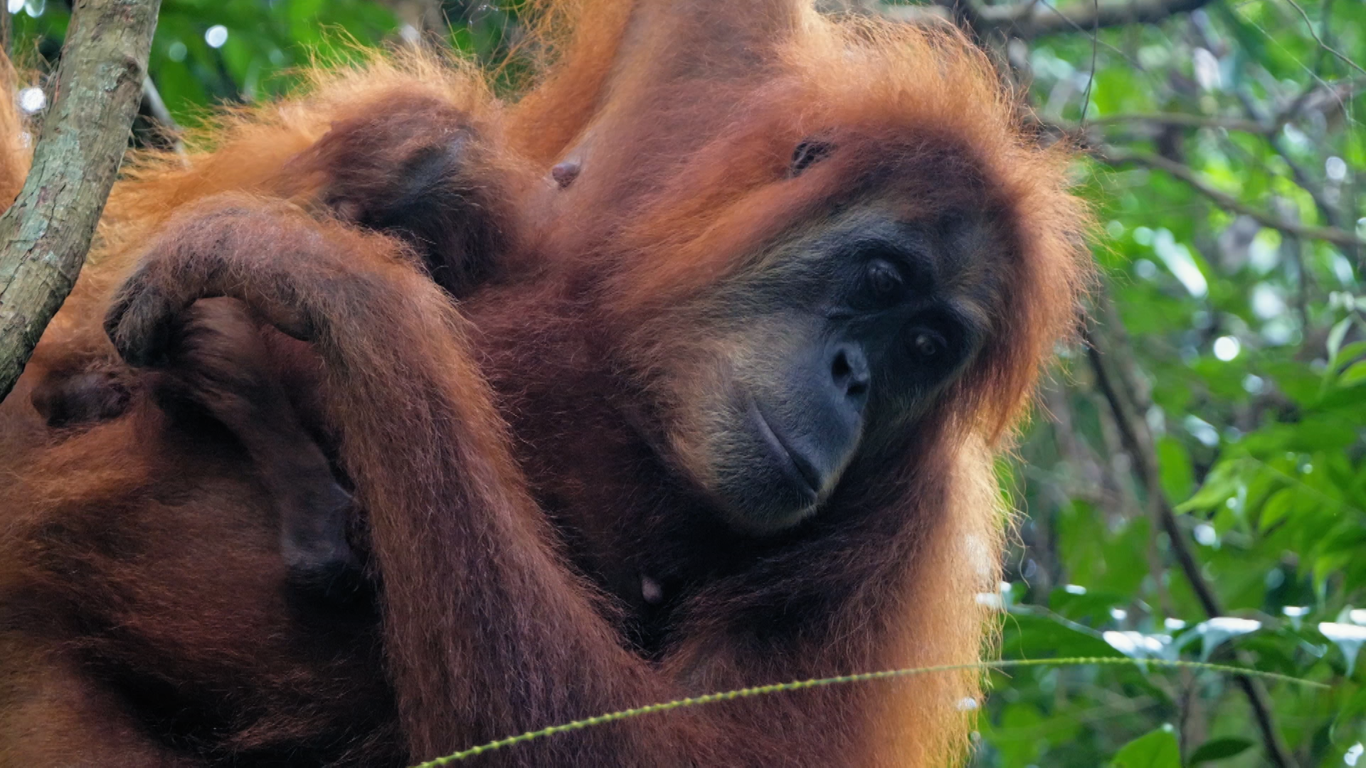 Orangutan Mother.png
