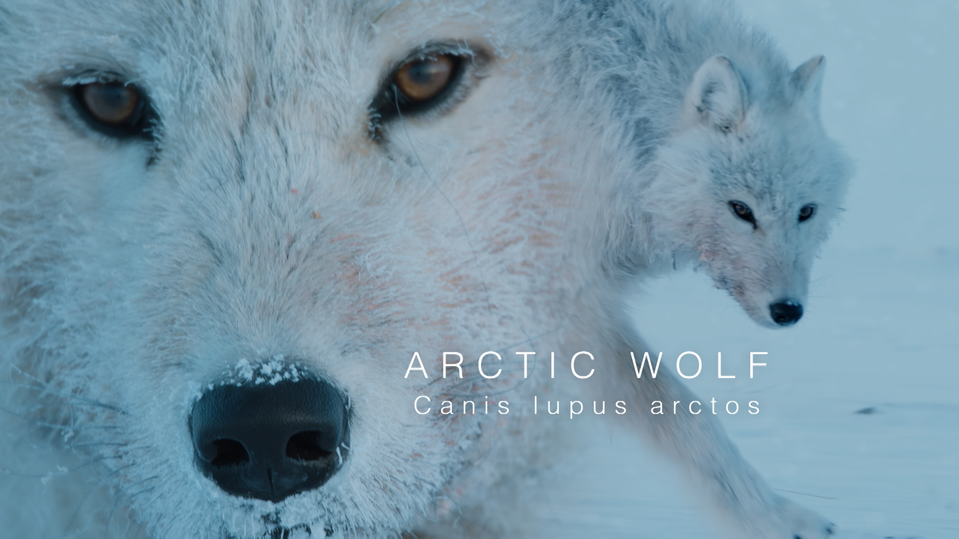 artic wolf with text.png