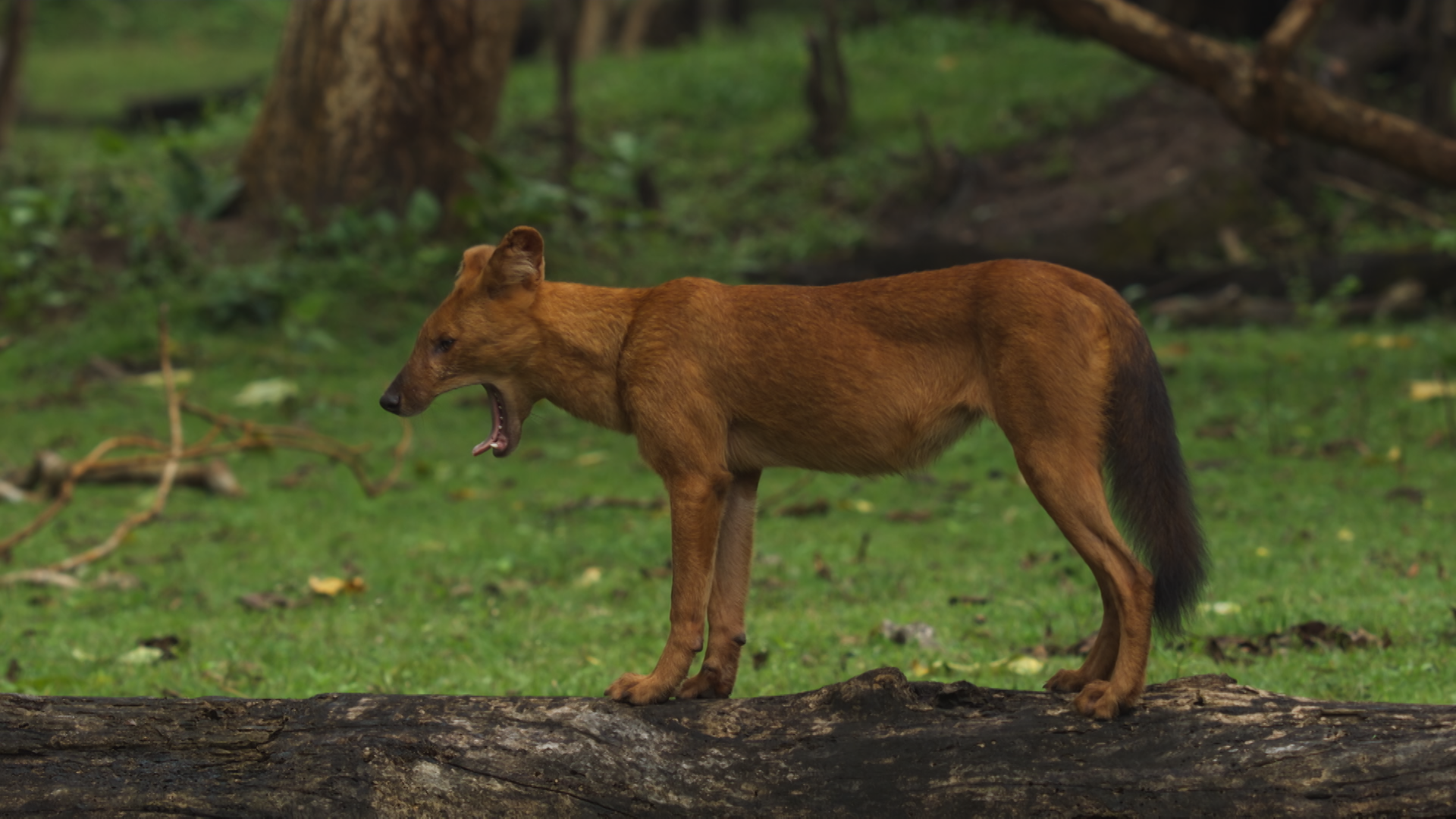 dog yawning .png