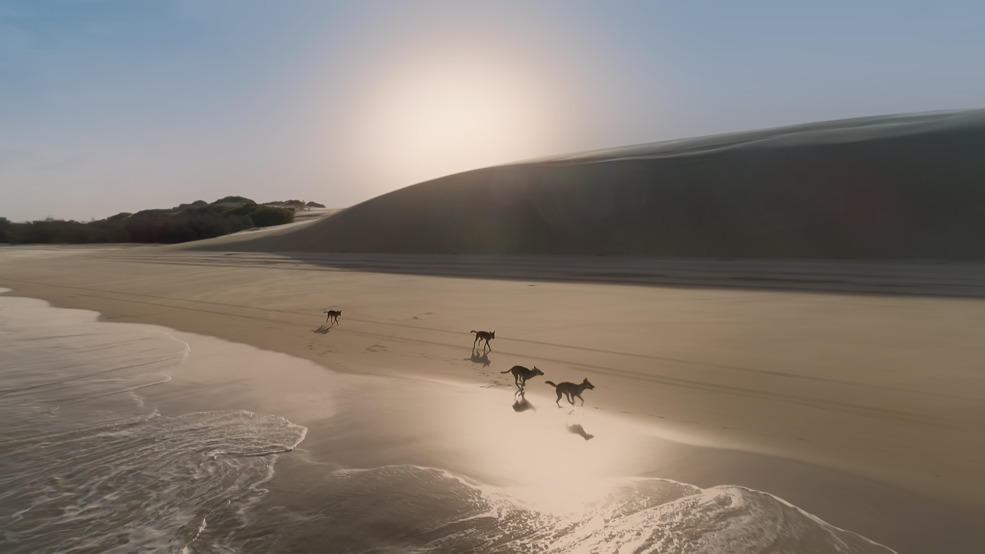 dogs running on beach .png