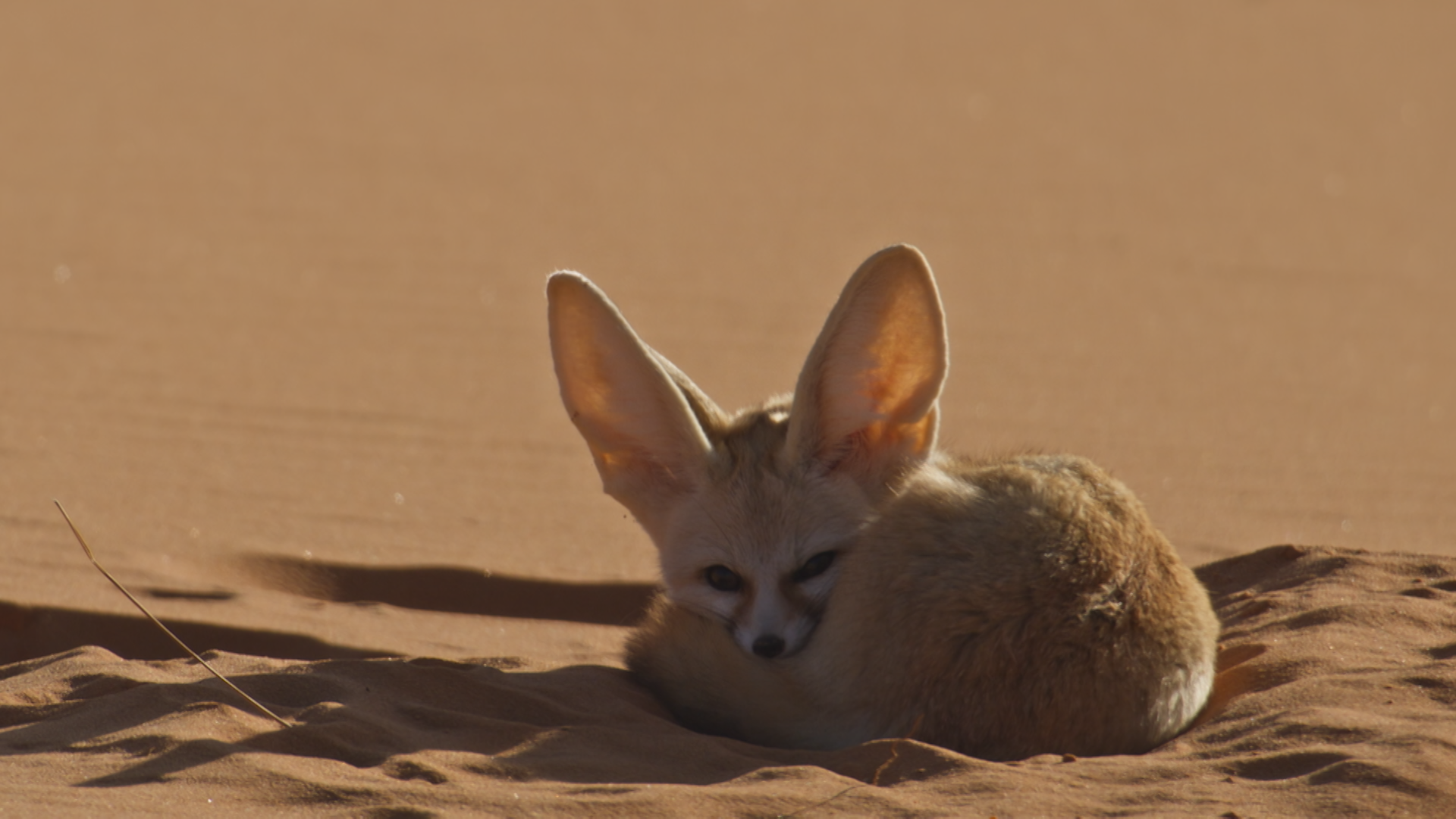 fox in sand .png