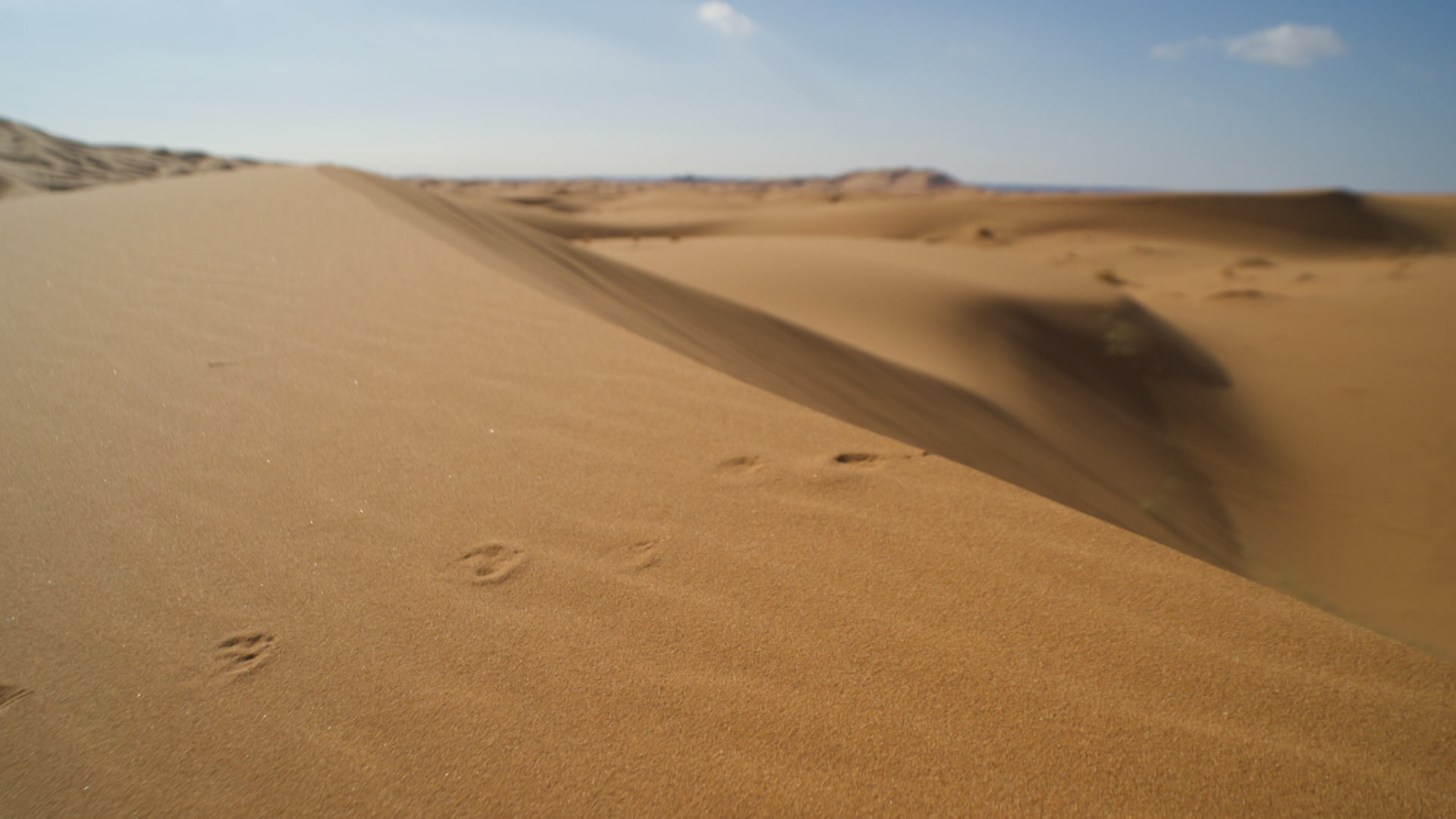 paw prints in sand.png