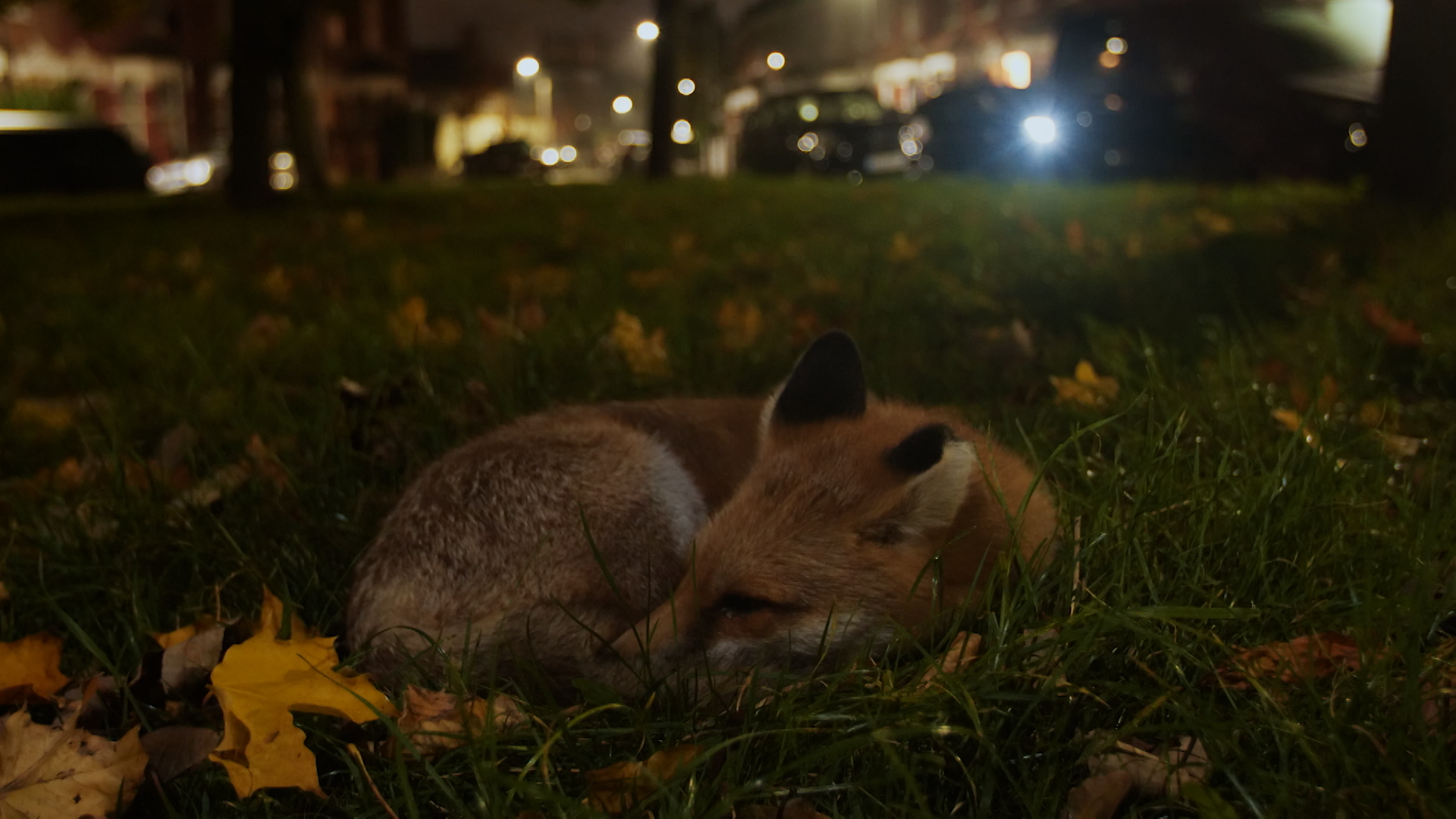 sleeping fox.png