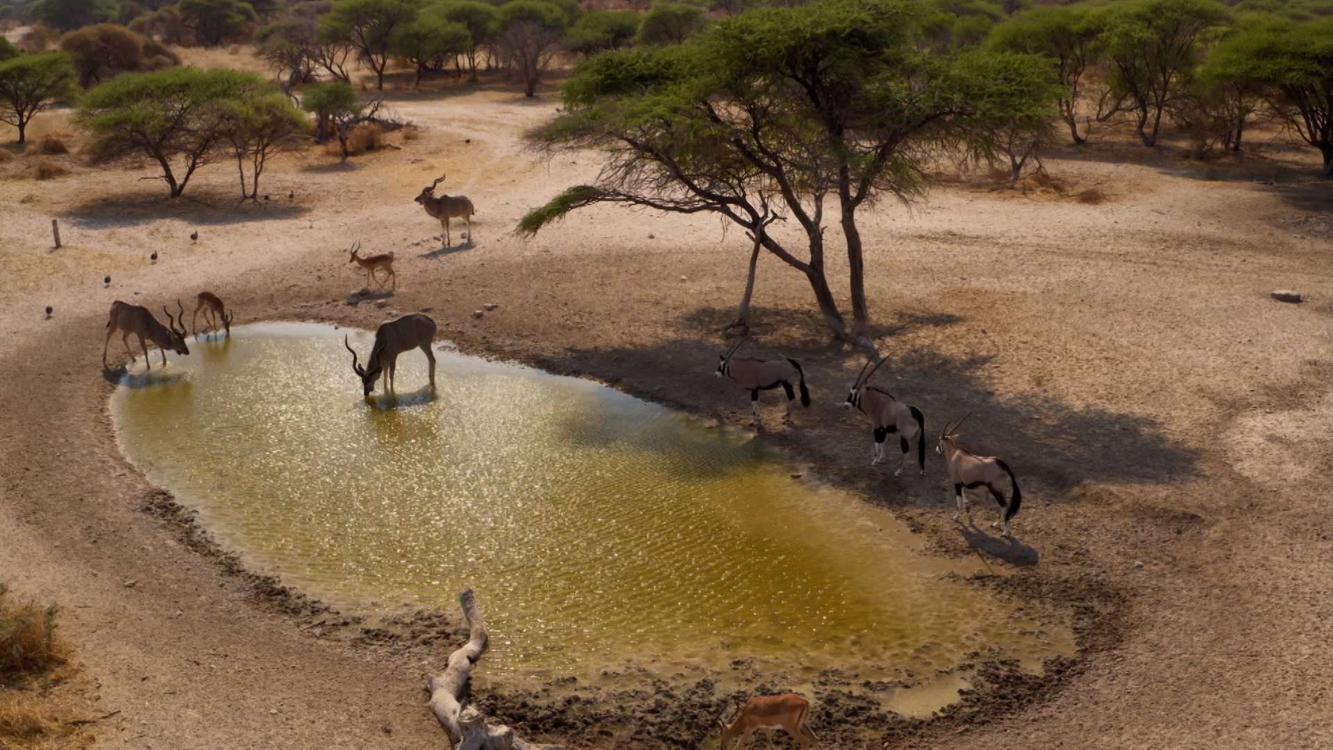 animals at watering hole.png