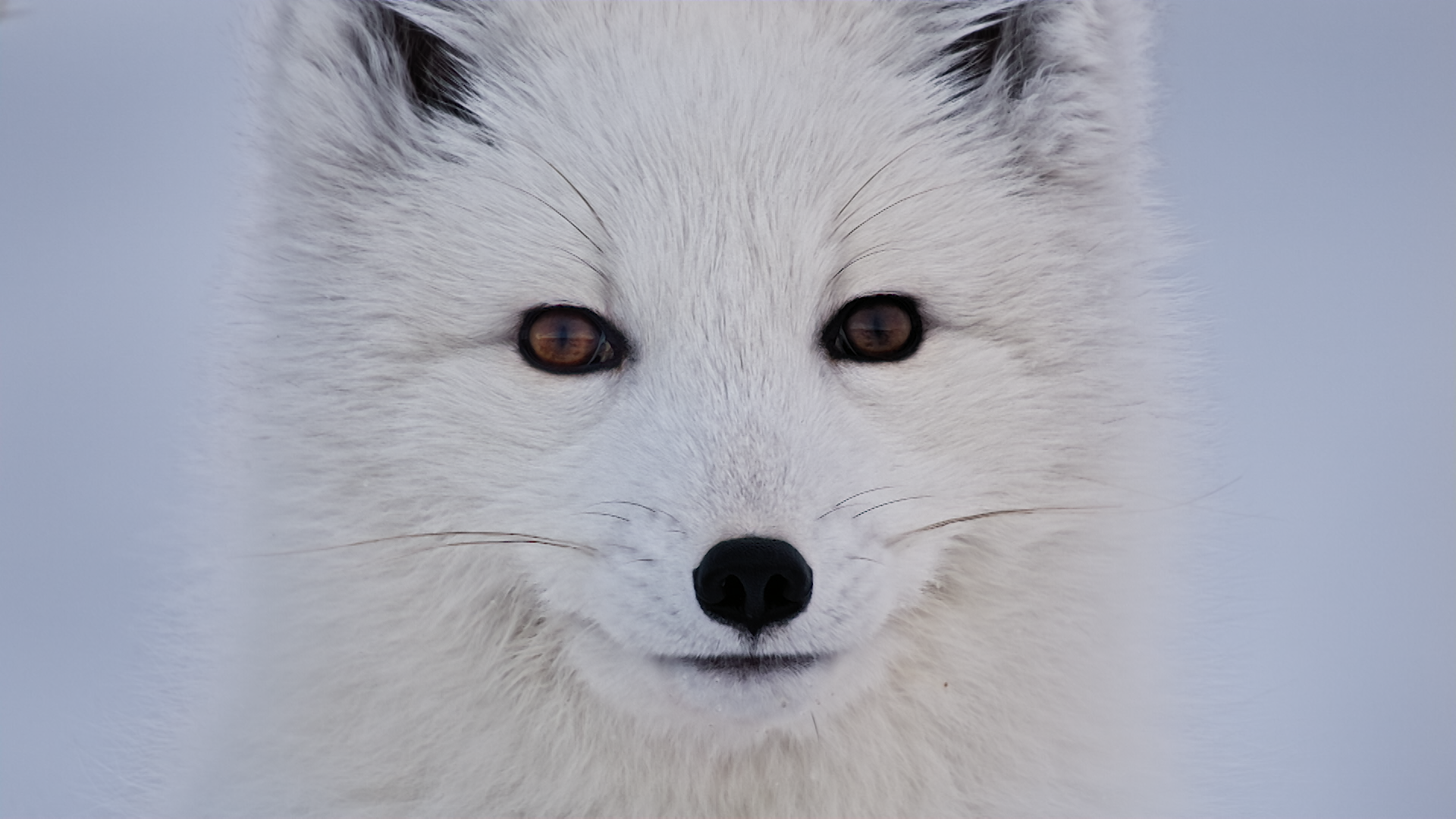 face on snow dog .png