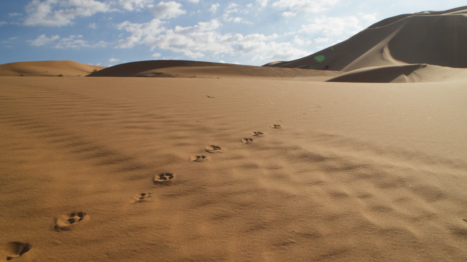 landscape desert .png