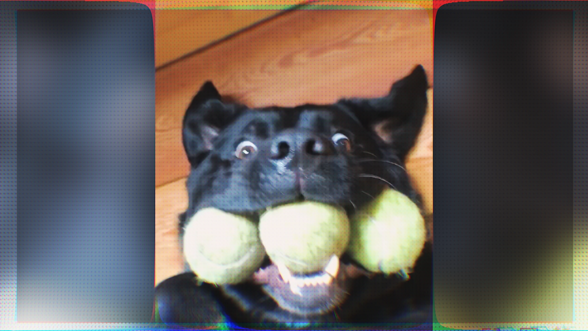 dog with balls.png