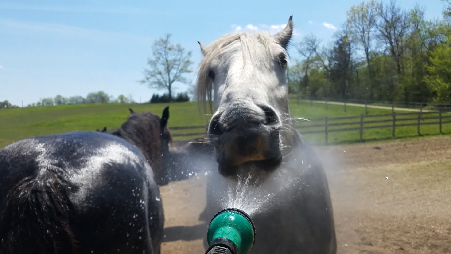 horse with water .png