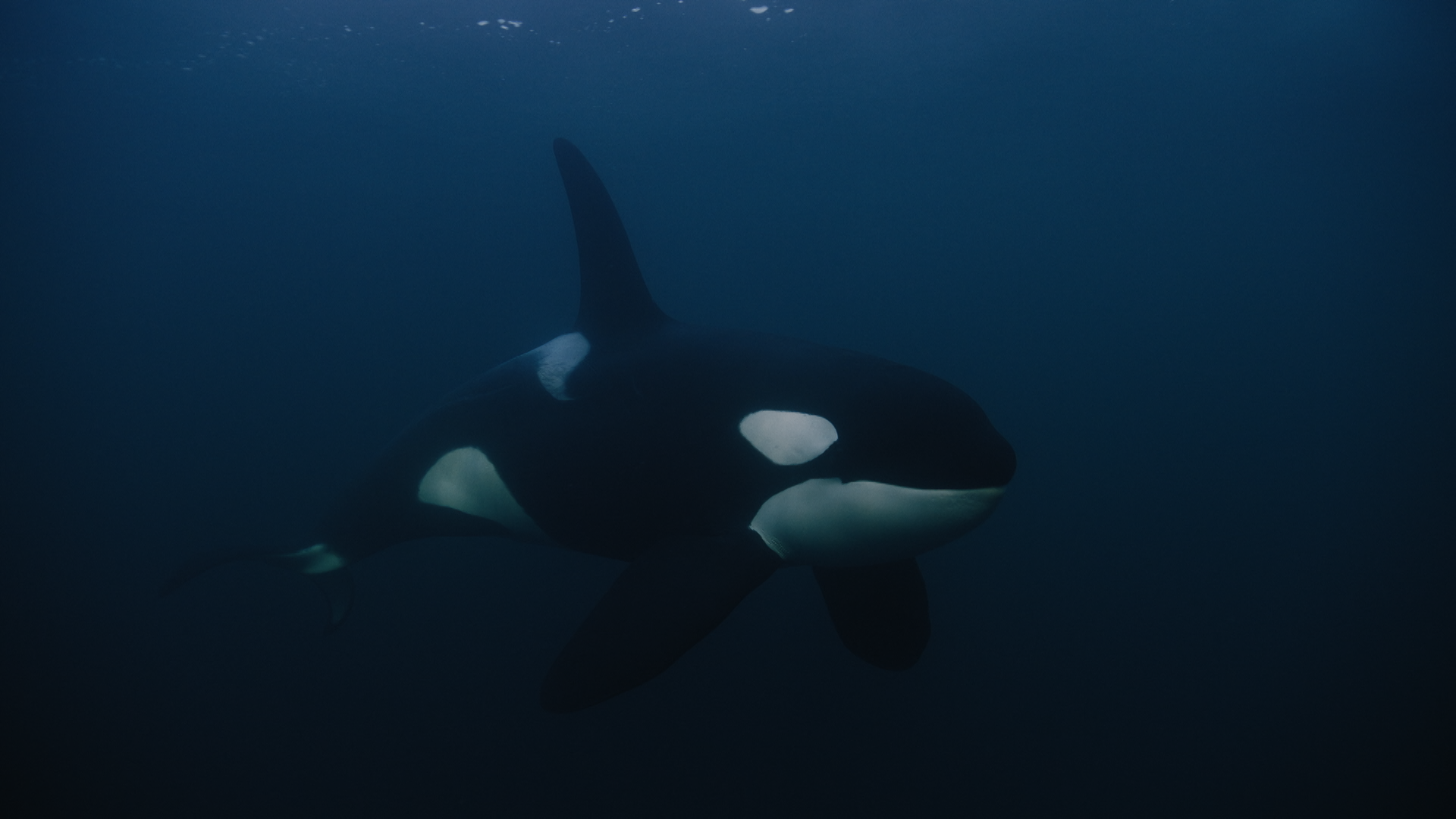 killer whale.png