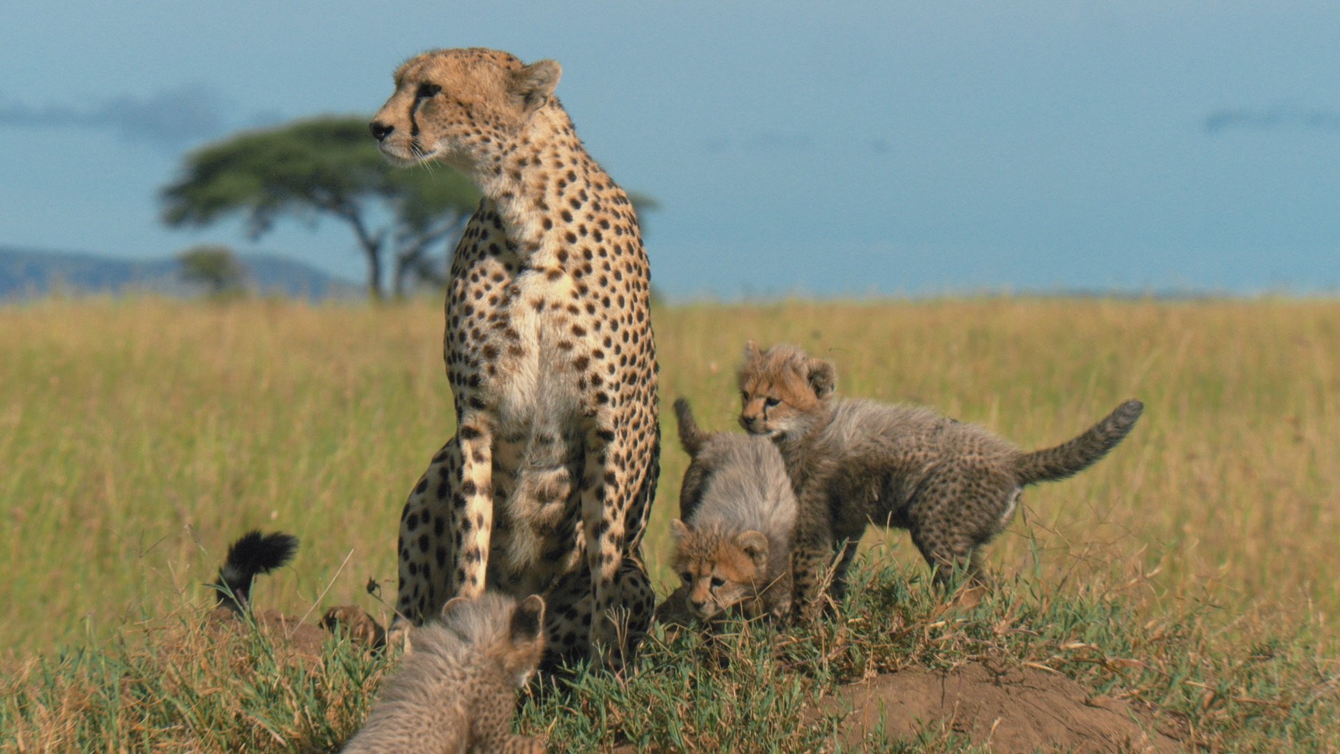 PVsP_CHEETAH_10110108_00126707_2K.jpeg