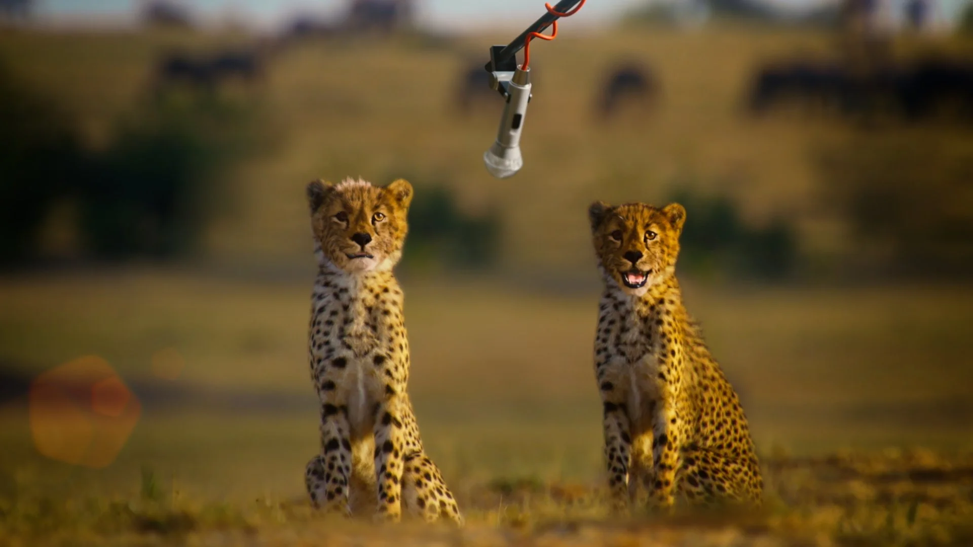 FTBA_Cheetah_2.jpg