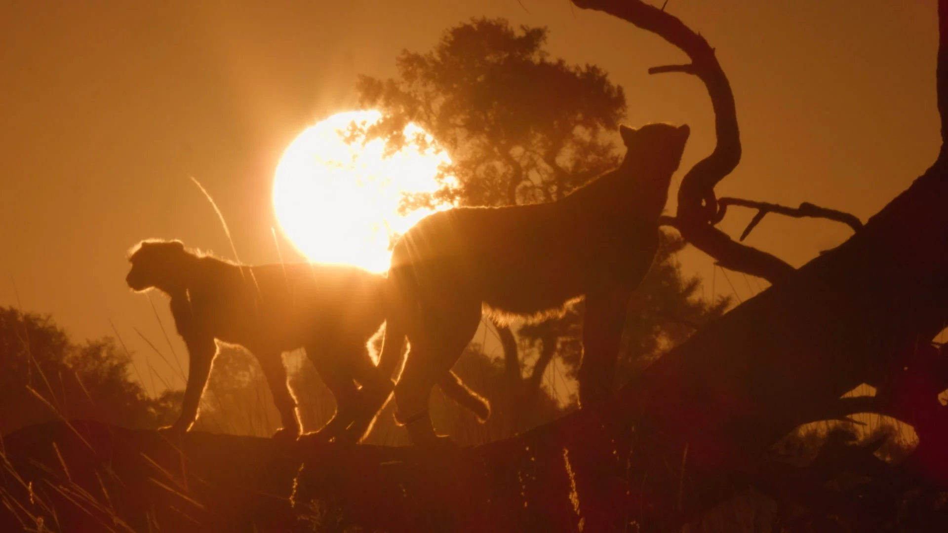 Tonight on BBC2 at 9pm watch the first episode of the brand new series of Big Cats 24/7.

In this first episode of series 2, the team returns to Okavango Delta to catch up with old friends. Lionesses hunt nonstop to feed growing cubs. New leopard mum