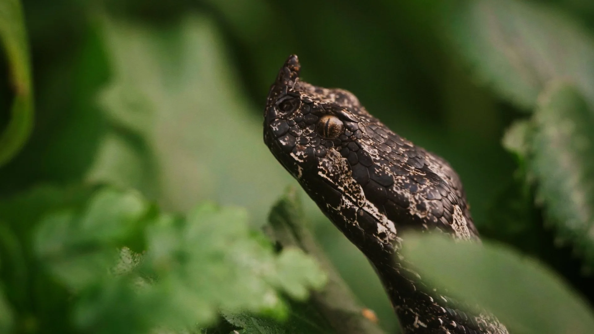 Steve Backshall is back for a brand new series of Deadly 60' where he goes in search of one of Europe&rsquo;s most venomous snakes, the nose horned viper, he hopes to track-down a bear and goes deep into a cave system to find a dragon.

Watch the fir