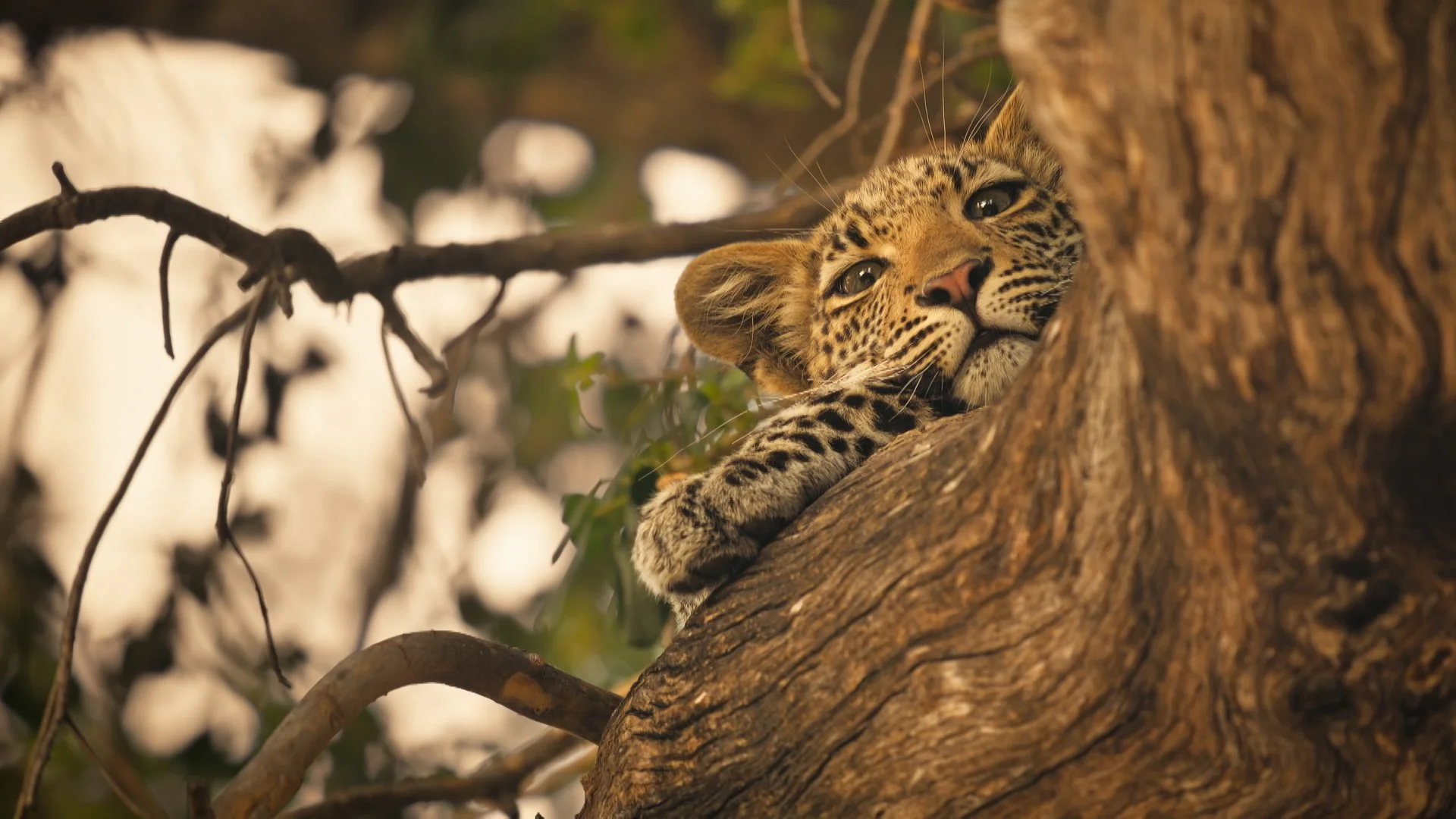 A new generation of big cats rises in the Okavango Delta. First-time lion mum Serami protects her cubs while Mathata steps up to feed the pride. Pobe and Bo return, and as Lediba's cub grows in confidence, she vanishes.

Watch the final episode tonig