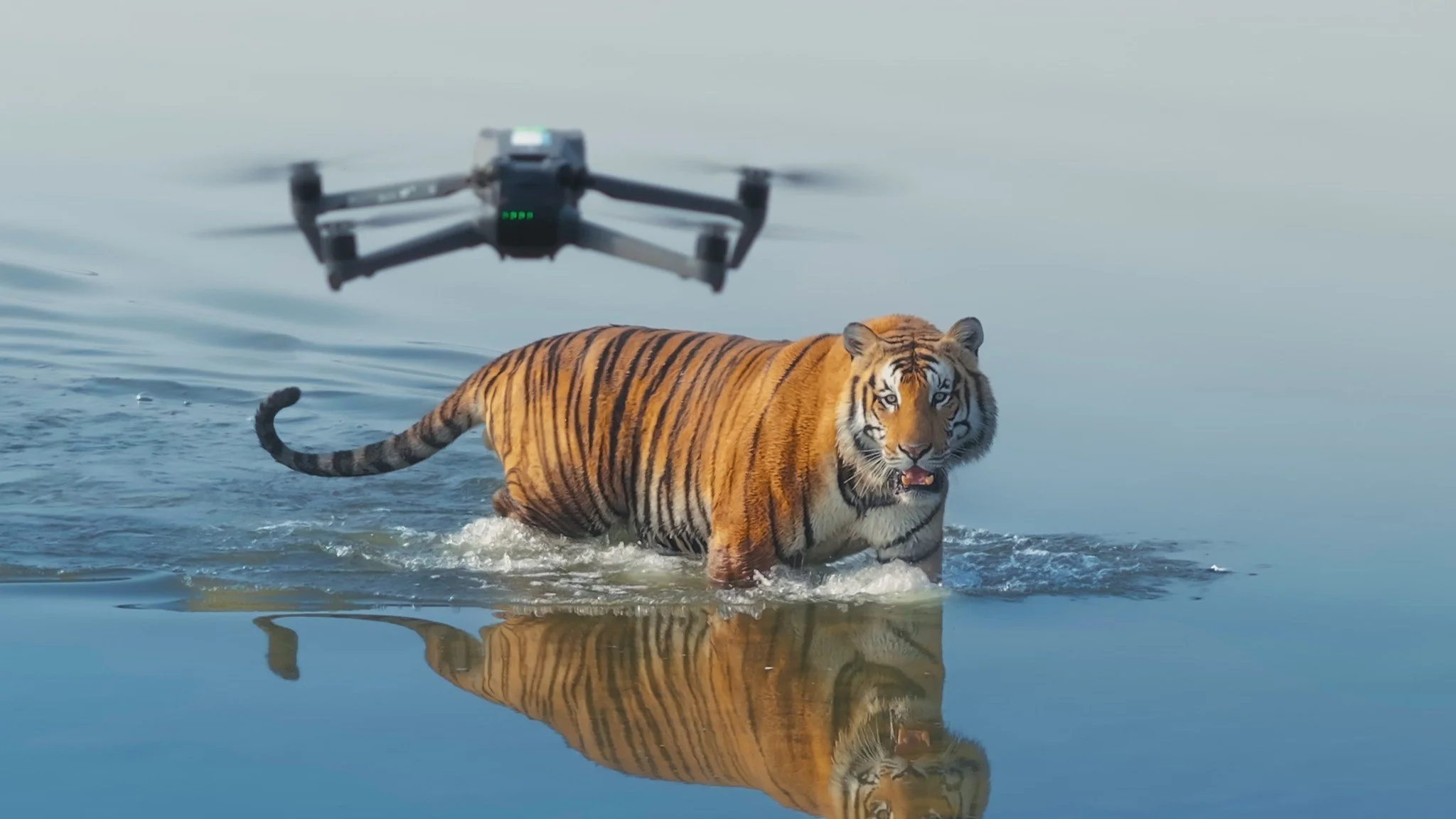 Tonight on BBC1 at 7.15pm, watch the first episode of Tiger Island. 

In Nepal, a team of cinematographers and wildlife guides undertake an expedition to follow two tiger mothers, and reveal how these big cats are raising cubs on an island full of da