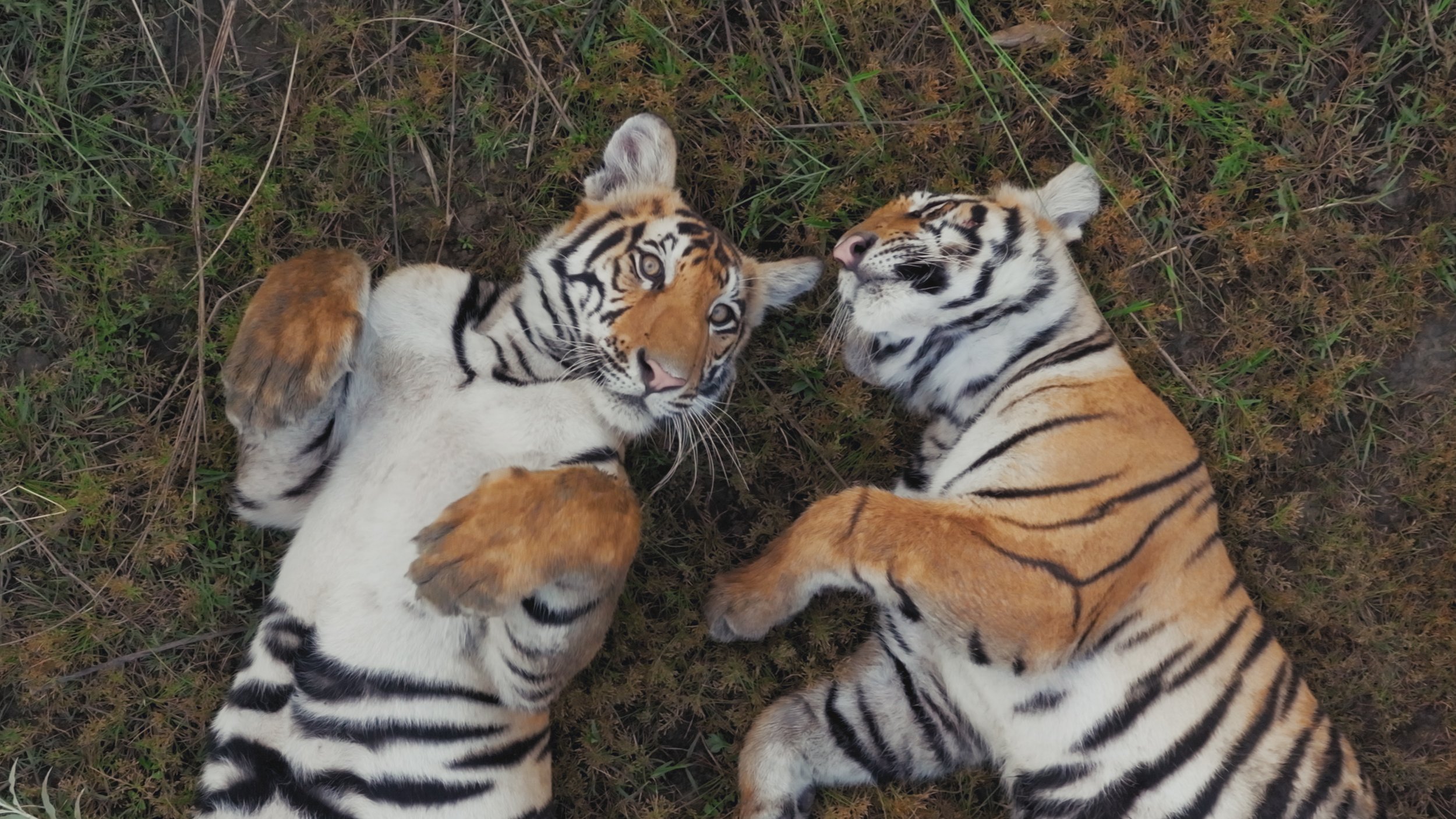 TigerIsland_Ep2_UK_Online_10015908_902983.jpg