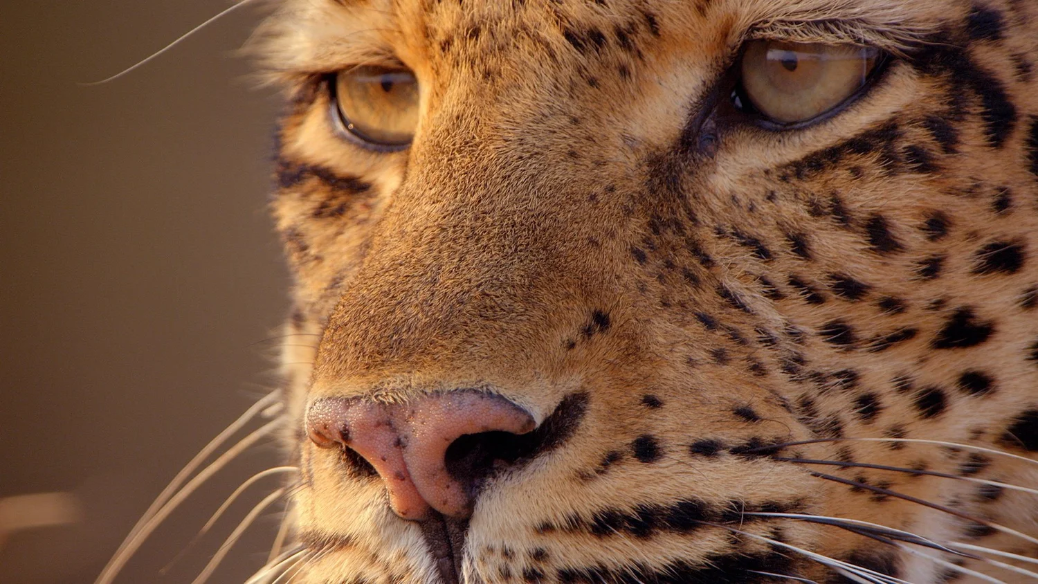 Jobs — Doghouse Post Production