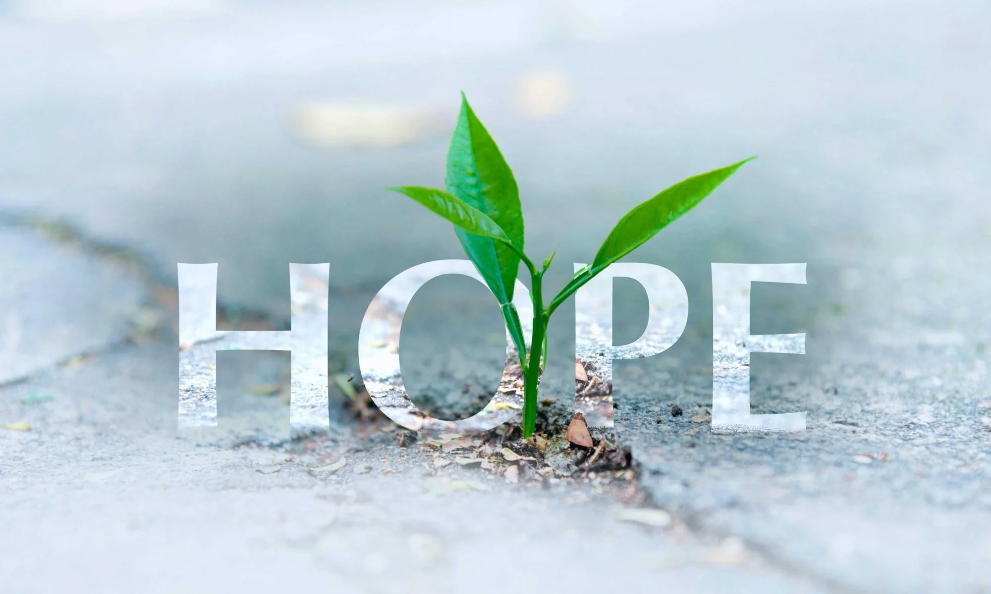 Hope-with-plant.jpg
