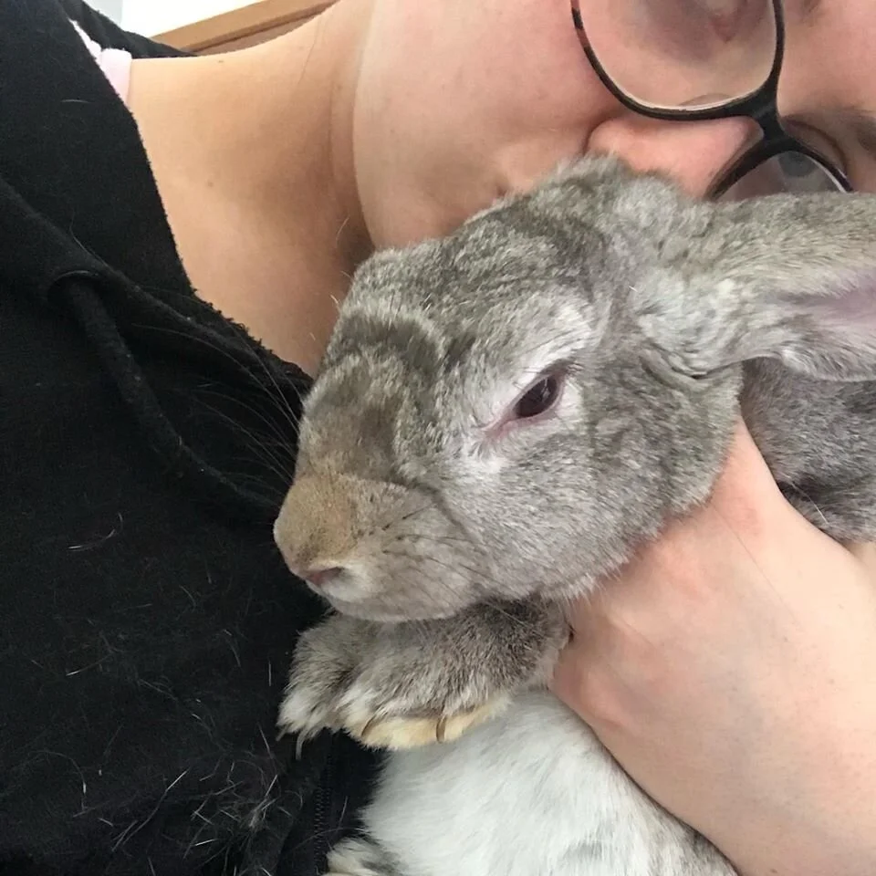 The Wellness Nest’s resident lop rabbit, Lumiere!