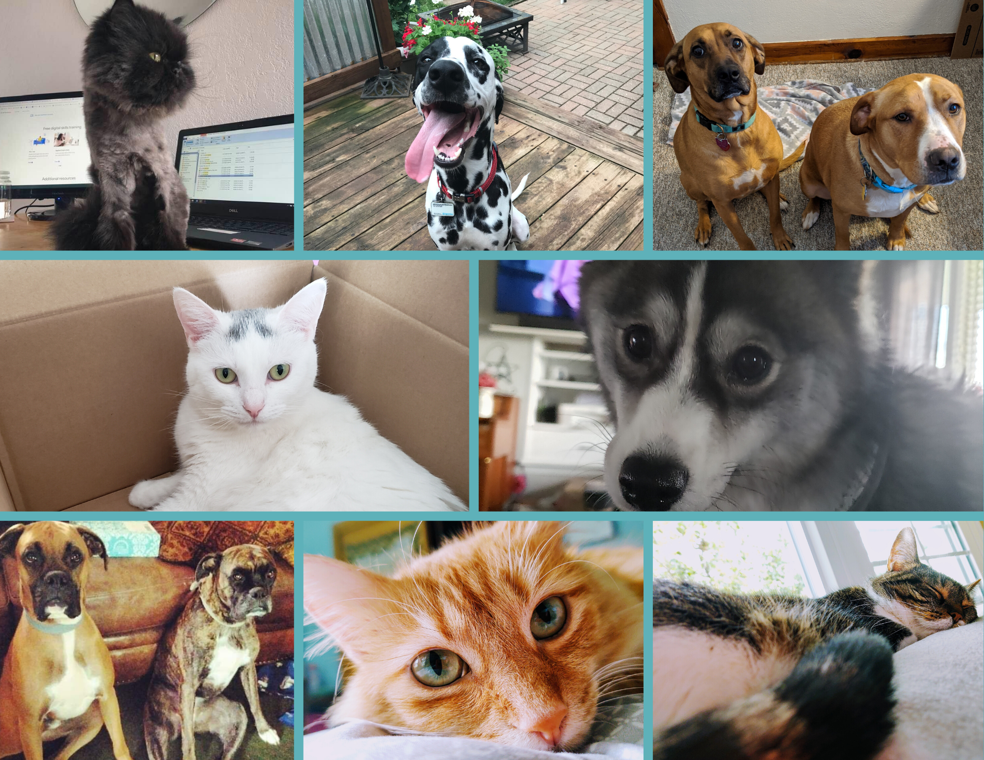 Meet My Pet(s)!