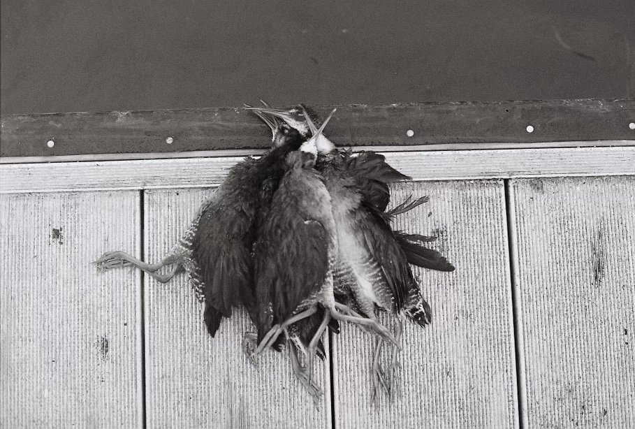 A deep dive into marsh-hen hunting around Charleston, SC