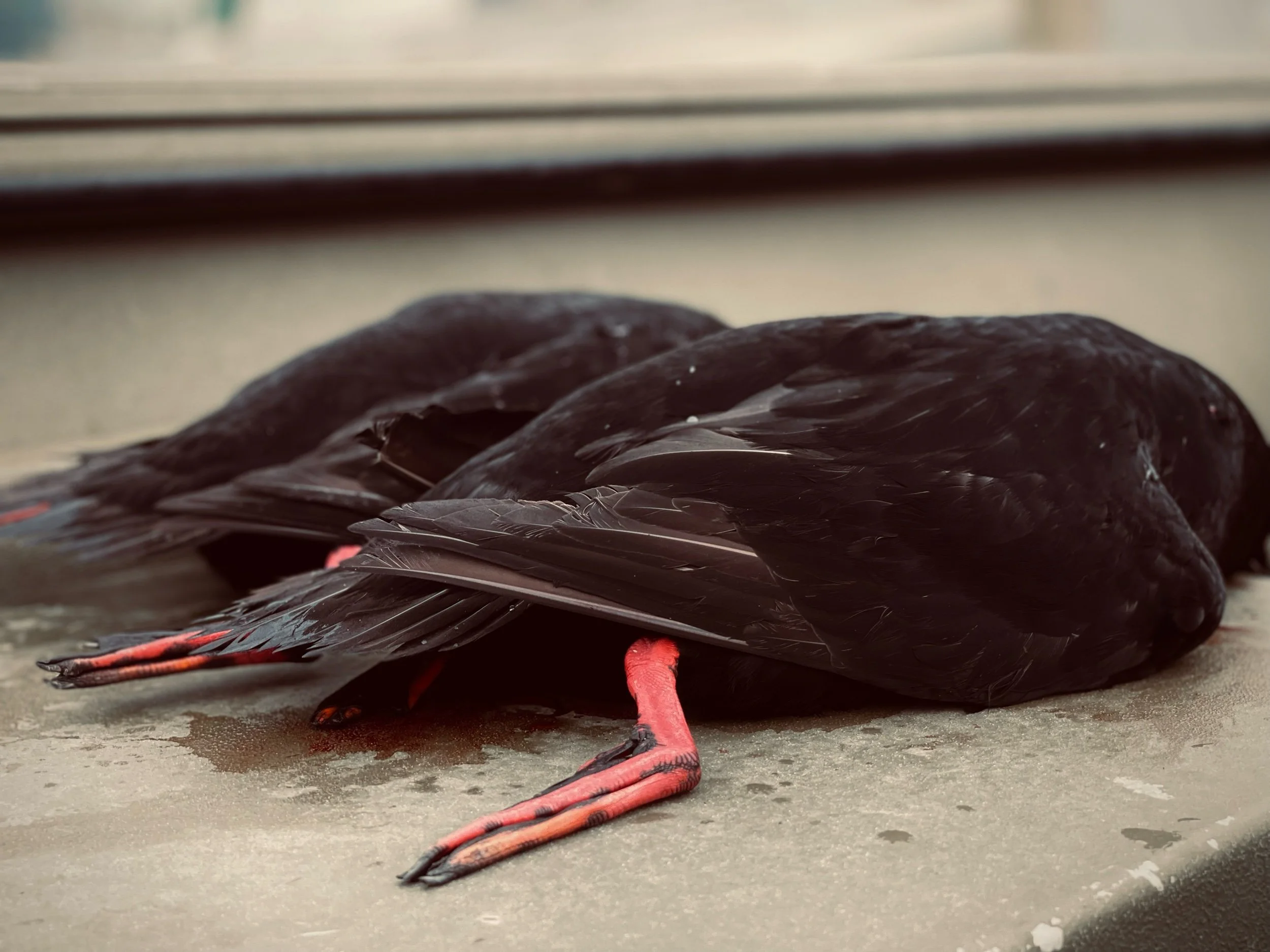 Ginger–Soy Sea Duck Stir-Sear