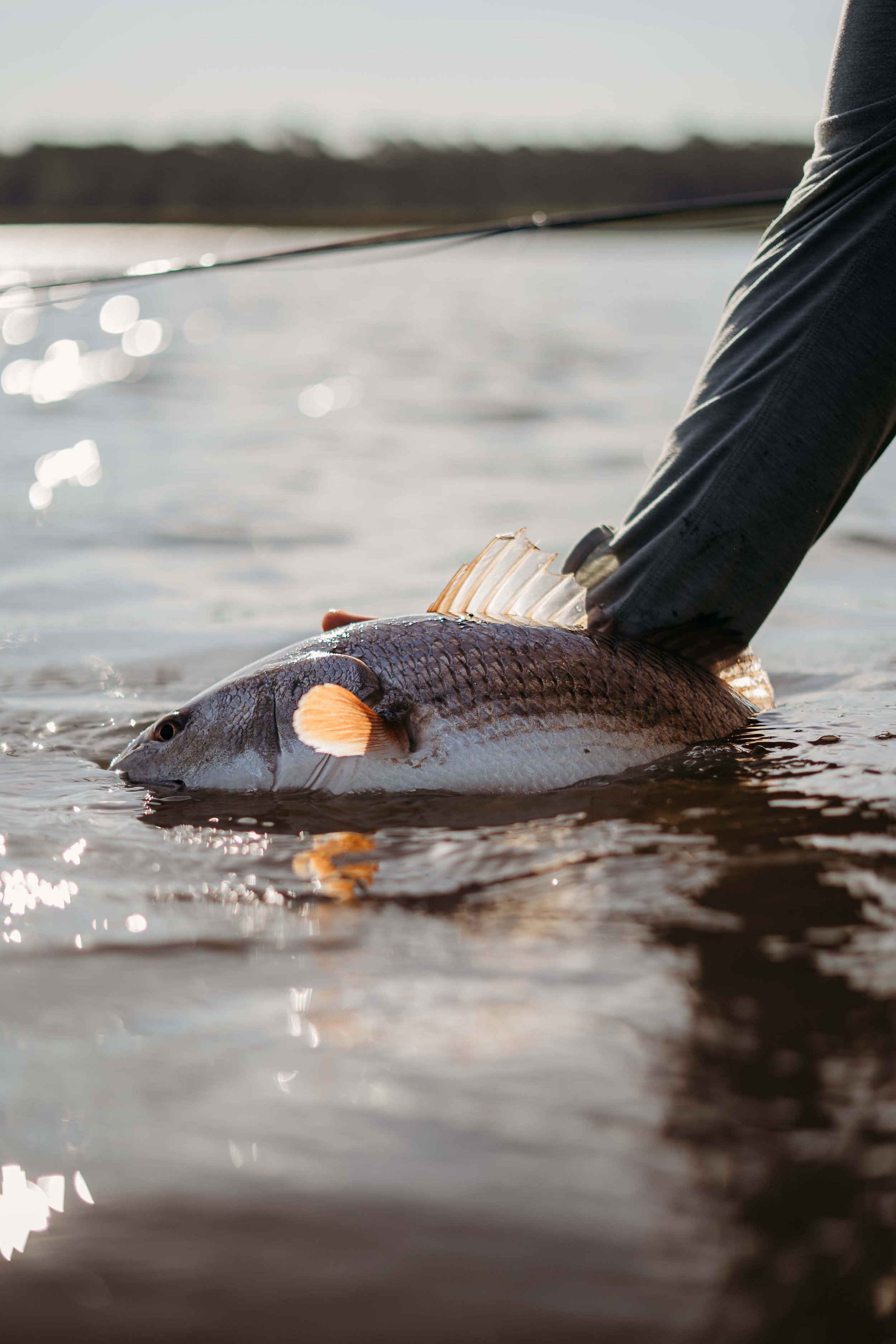 Conservation Practices for Redfish in the Lowcountry: Protecting the ...