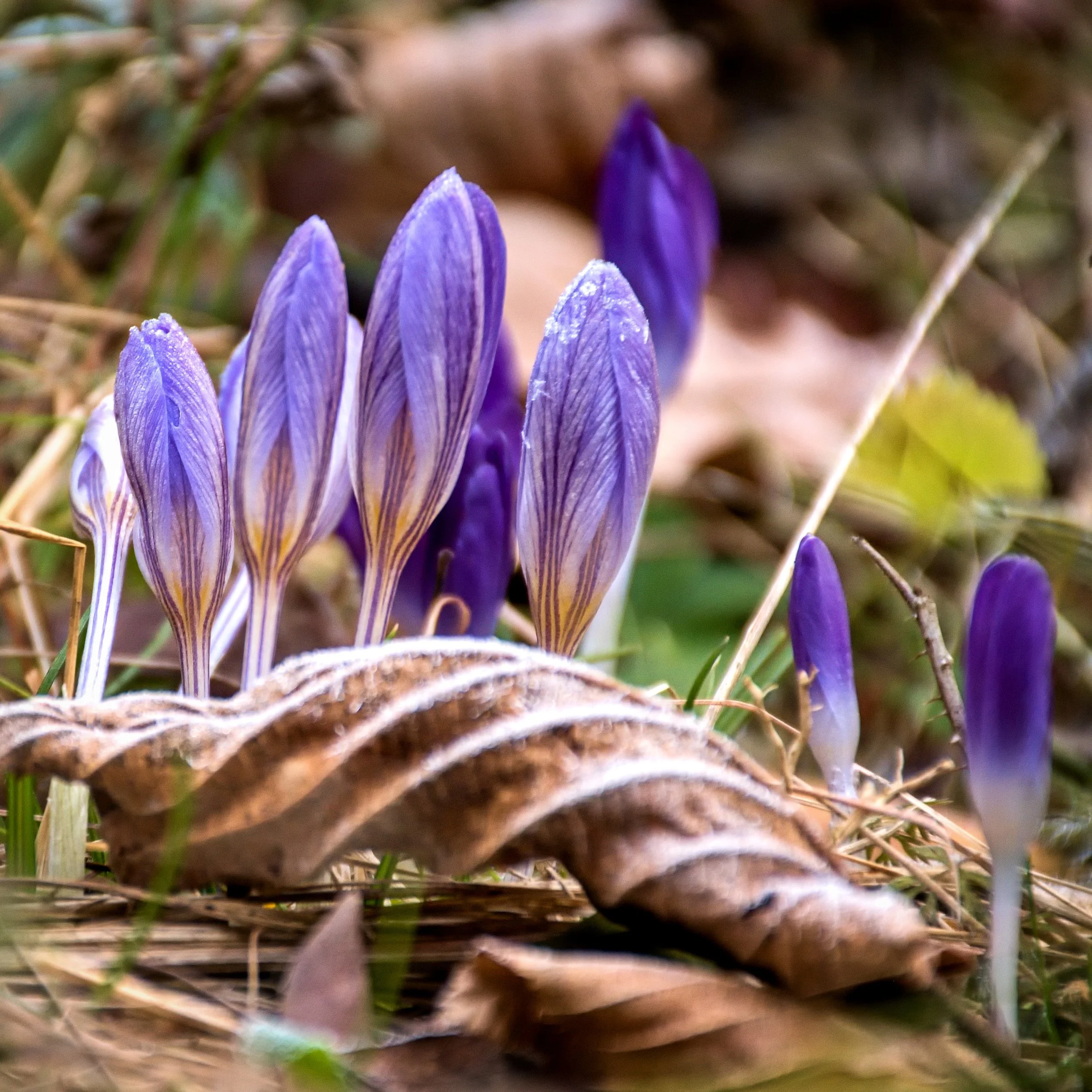 Vrážné: Velikonoce ve Vrážném