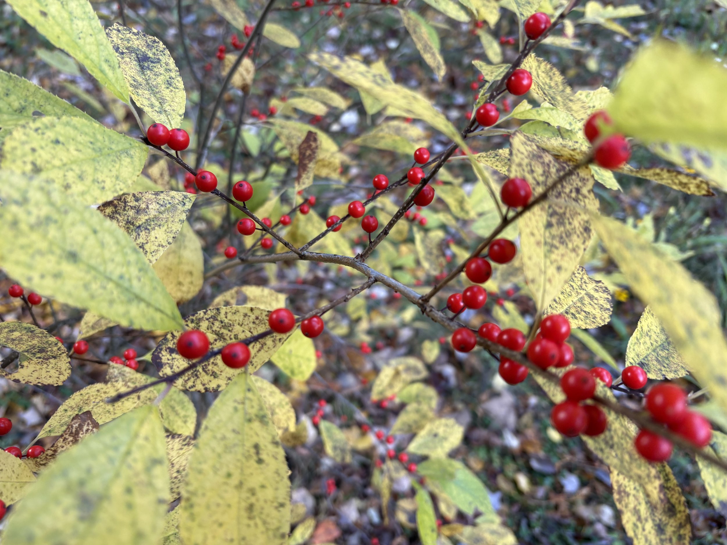 IMG_4048.jpeg