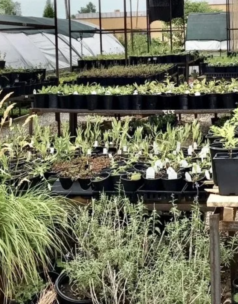 Adirondack Native Plants Symposium