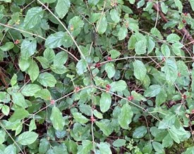 honeysuckle.jpg