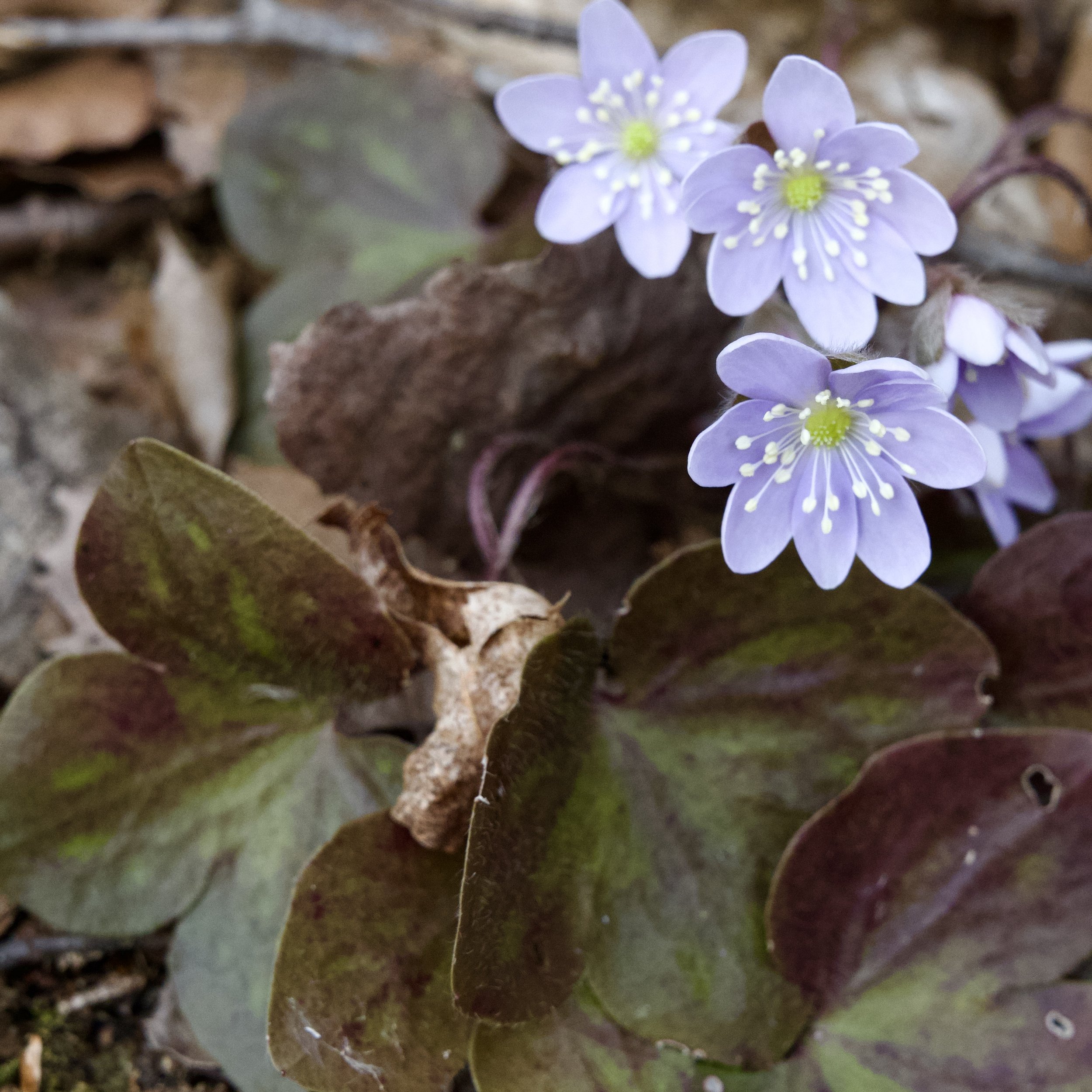 Hepatica Americana, Coon Mountain, April 11 '26