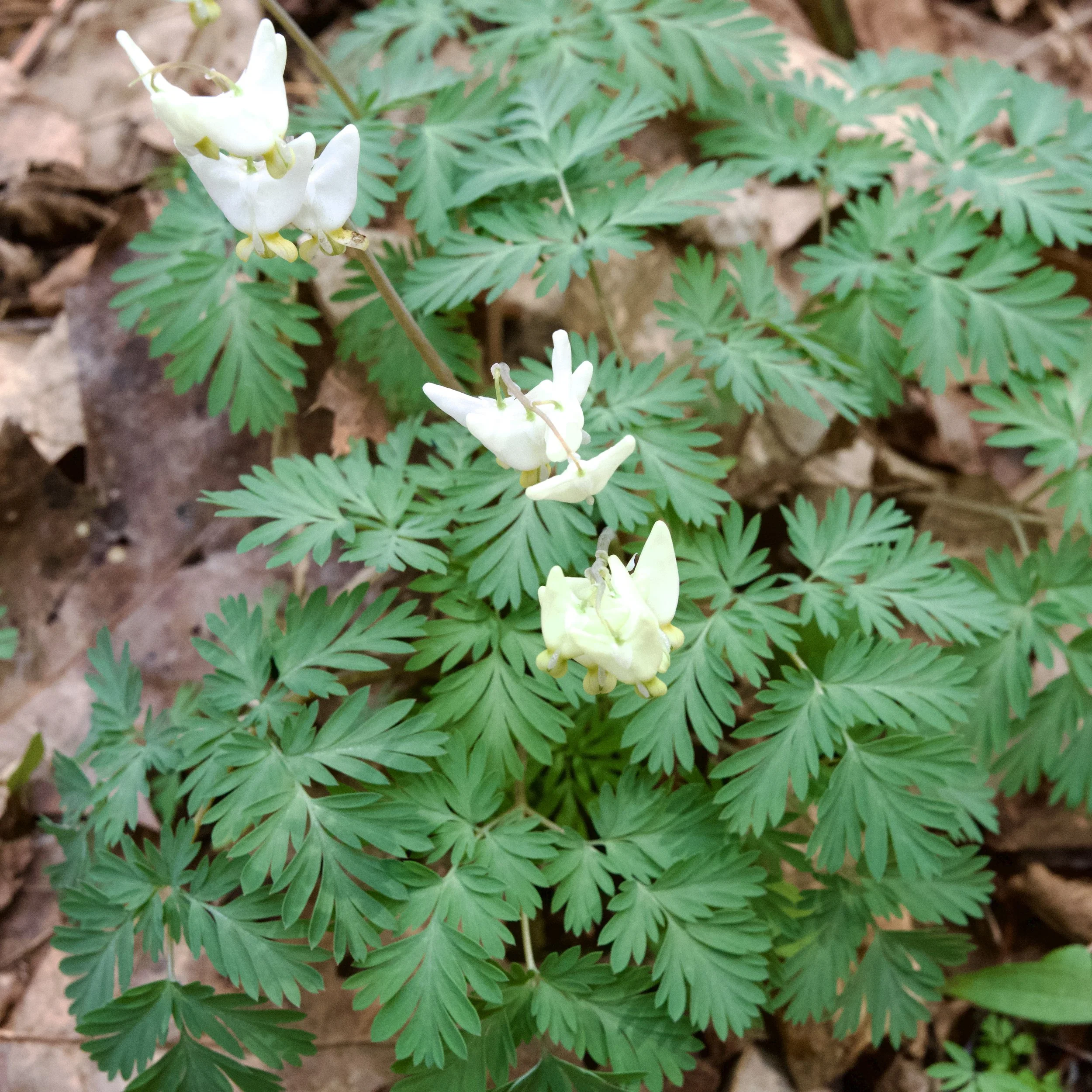 Dutchman's Breeches (Dicentra cucullaria), Coon Mountain, April 22 '26