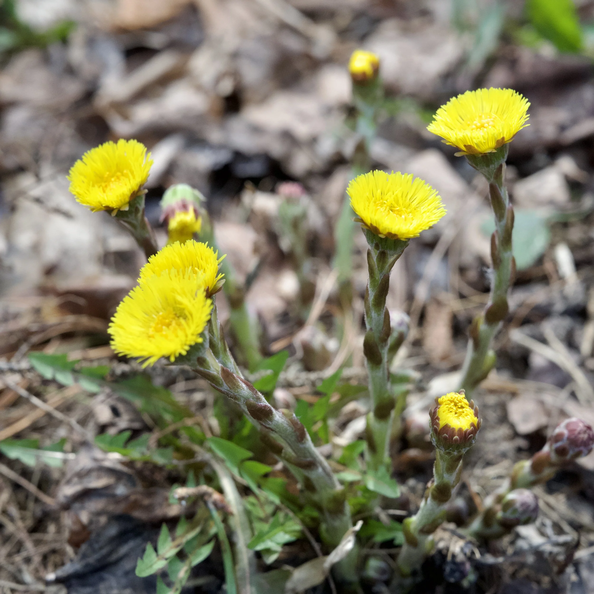 Coltsfoot (Tussilago farfara), Poke-O-Moonshine, April 25, '26
