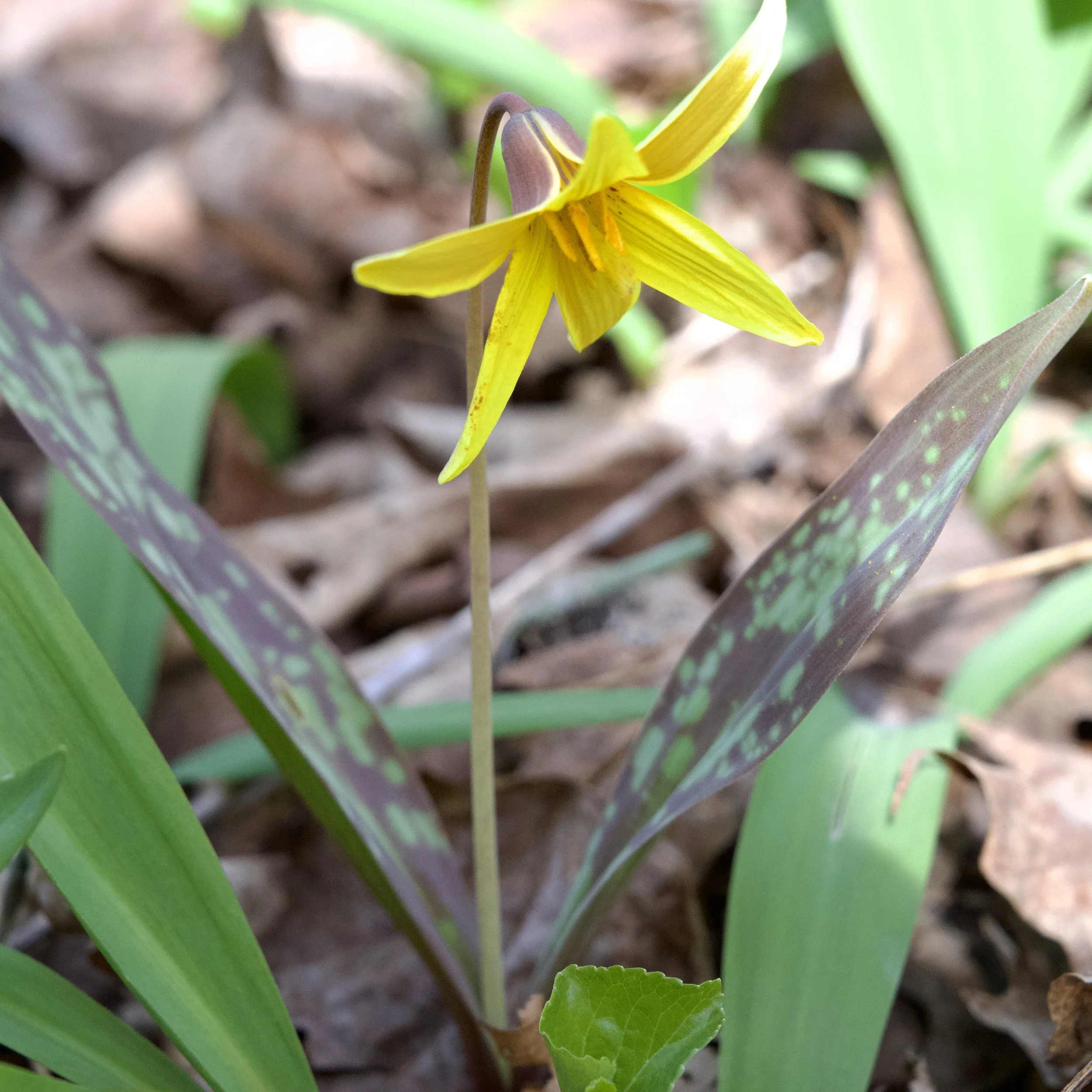 Yellow Trout Lily (Erythronium americanum), Trout Pond Rd, Lewis, April 25 ‘26