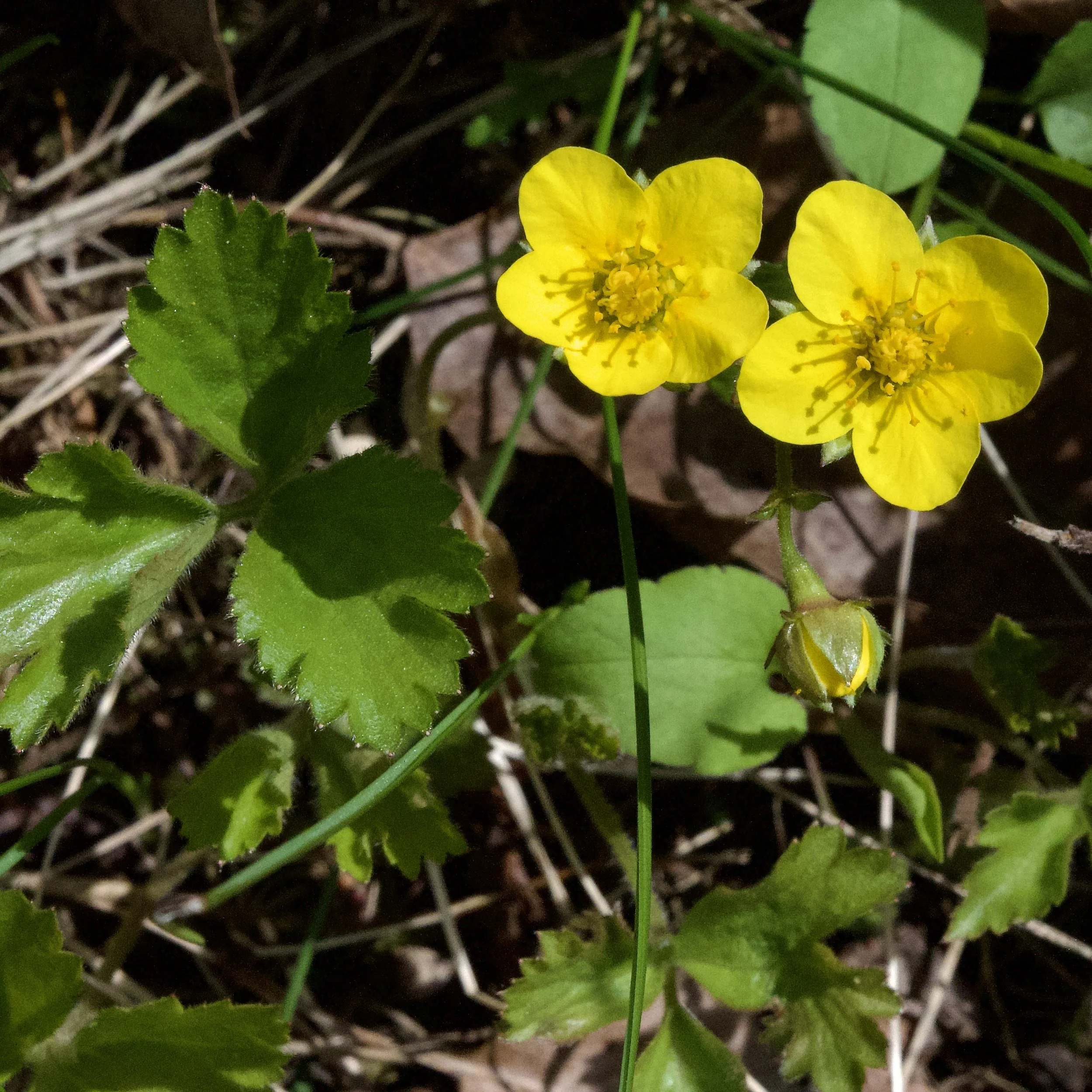 Barren Strawberry (Waldsteinia fragarioides), High Meadows Lane, Elizabethtown, May 4 '26