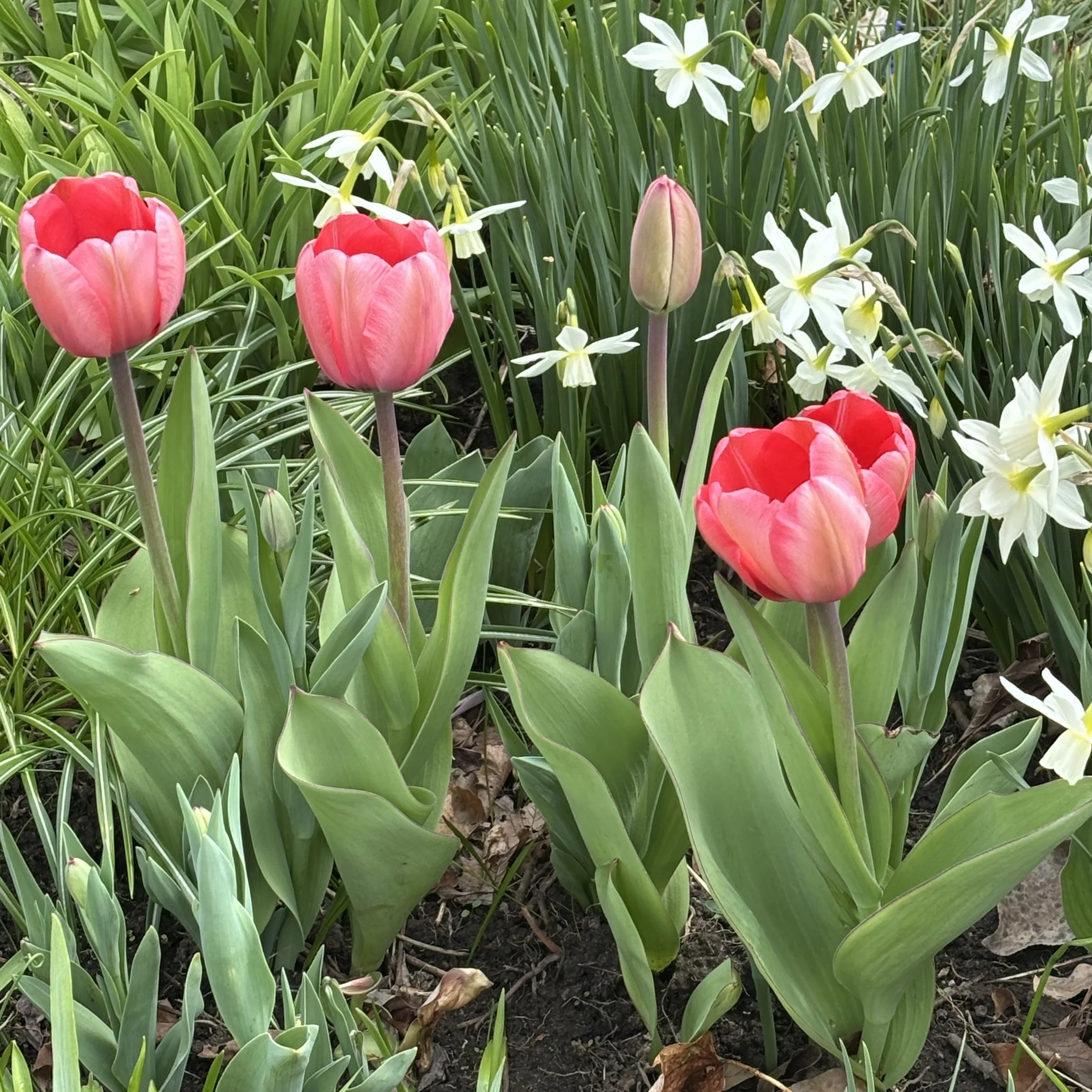 Barb Plumadore, Tulips & Daffodils, Peru, May 3 '26