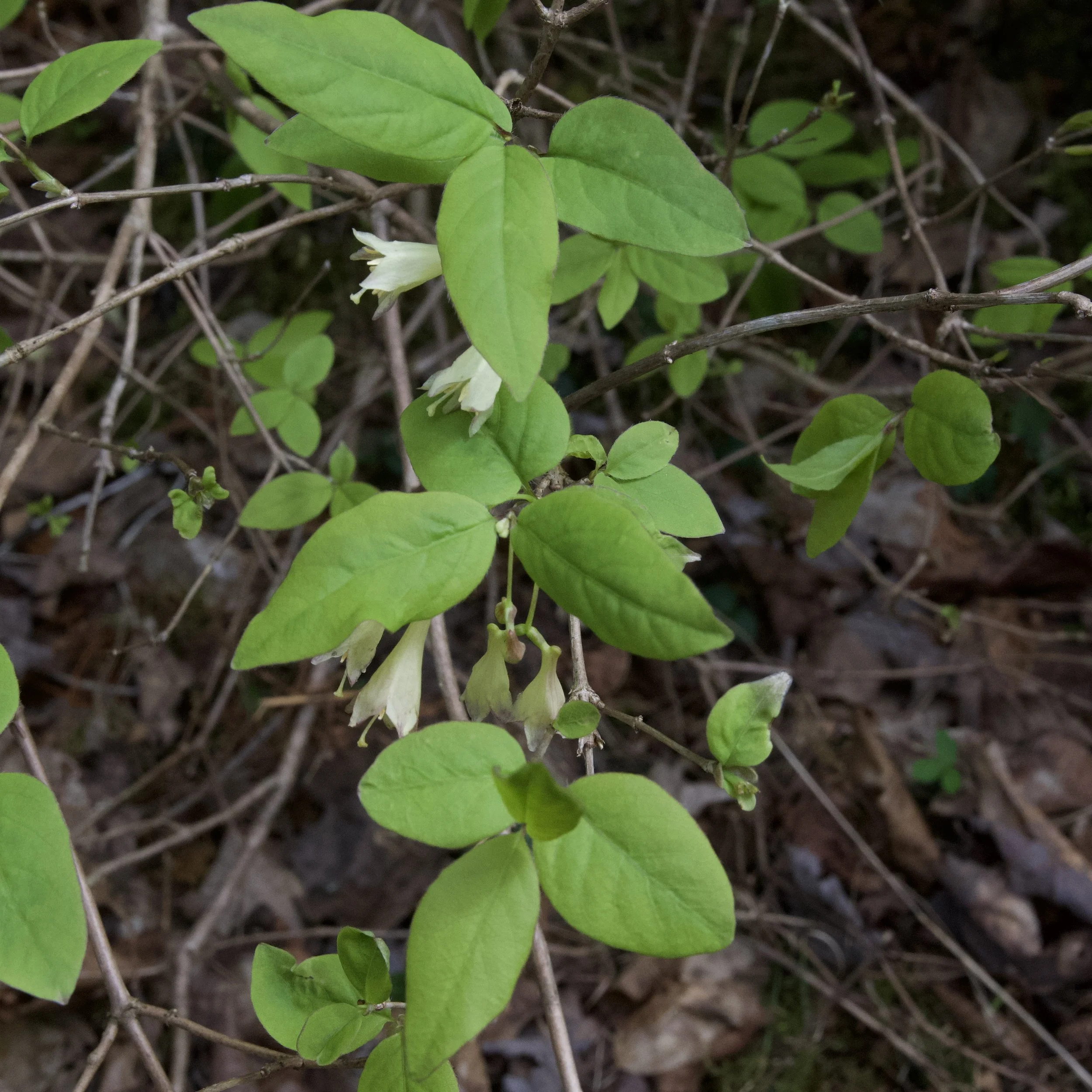 American Fly Honeysuckle (Lonicera canadensis), Benny’s Trail, Lewis, May 8, ‘26.  Photograph by Doug Hillstrom.