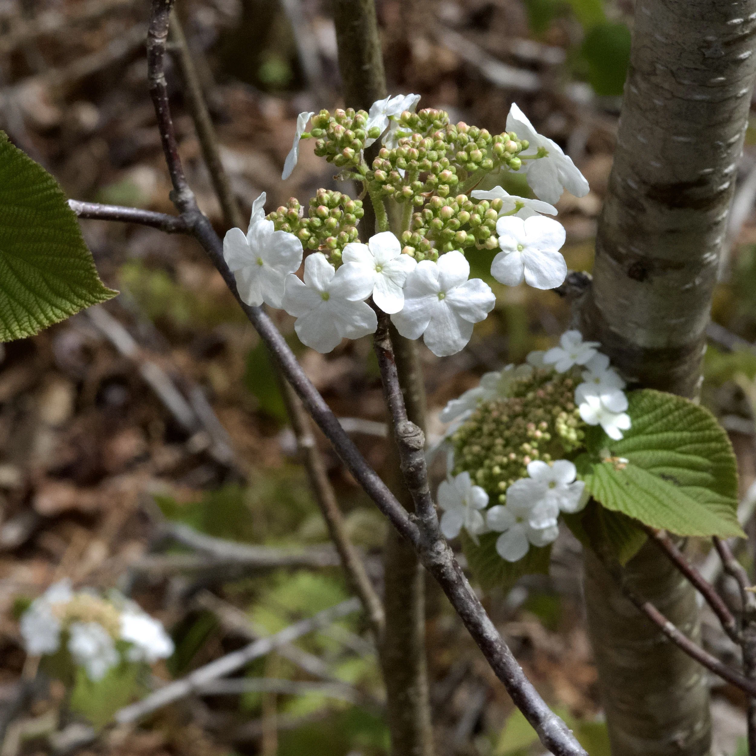 Hobblebush (Viburnum lantanoides), Benny's Trail, Lewis, May 8, '26.  Photograph by Doug Hillstrom.
