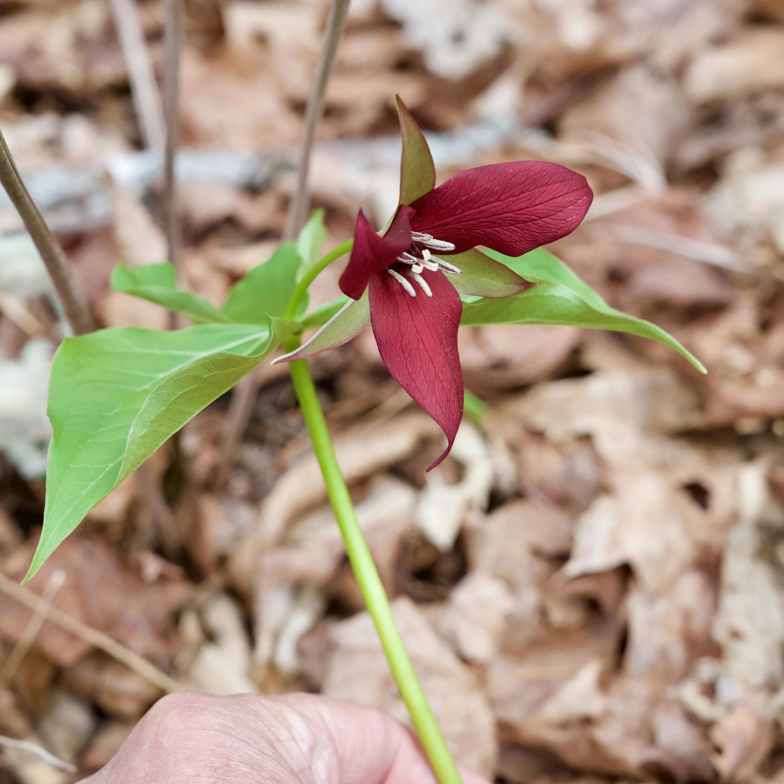 Red Trillium (Trillium erectum), Benny's Trail, Lewis, May 8, '26.  Photograph by Doug Hillstrom.