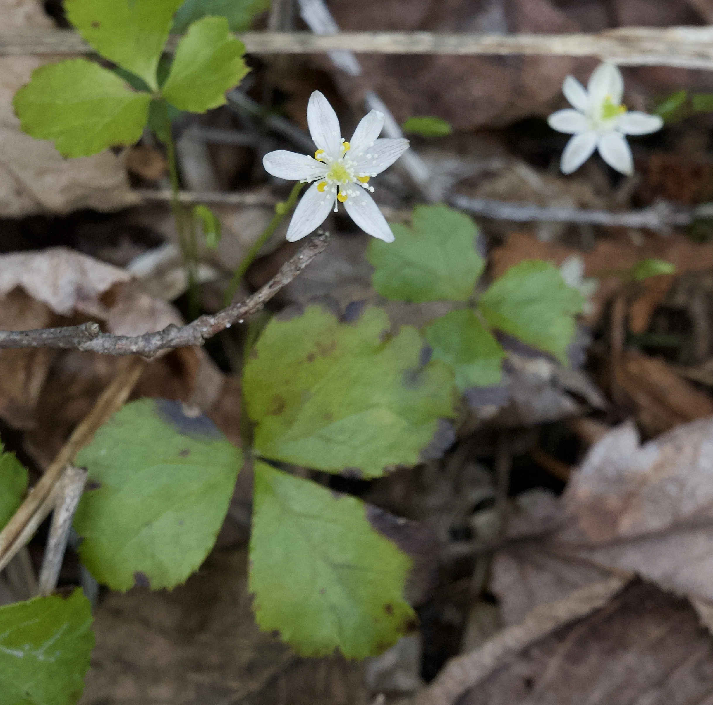 Threeleaf Goldthread (Coptis trifolia), Benny's Trail, Lewis, May 8, '26.  Photograph by Doug Hillstrom