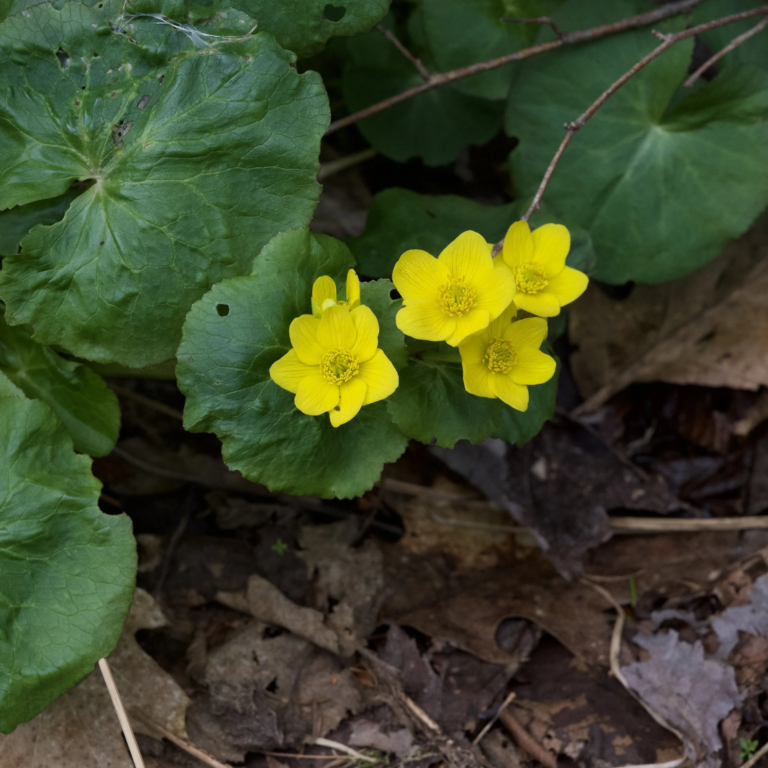 Marsh Marigold (Caltha palustris), Benny's Trail, Lewis, May 8, '26.  Photograph by Doug Hillstrom.