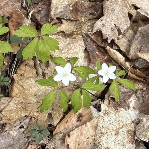Wood Anemone (Anemonoides quinquefolia), May 10, '26.  Photograph by Barb Juh.