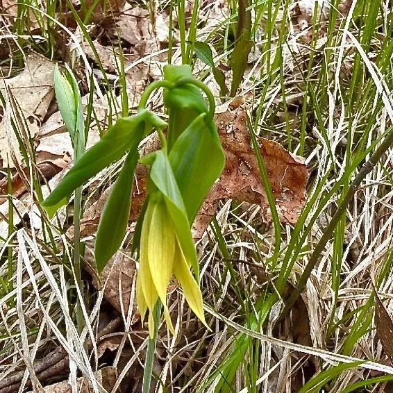Large-flower Bellwort (Uvularia grandiflora), May 10, '26.  Photograph by Barb Juh.