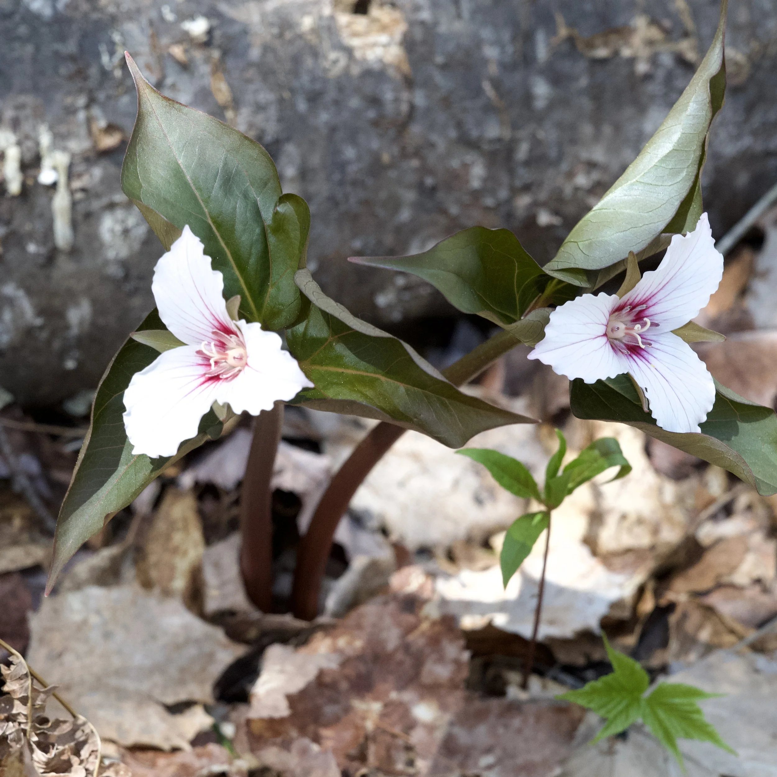 Painted Trillium (Trillium undulatum), Paul Smith's VIC,  May 17, '26.  Photograph by Doug Hillstrom