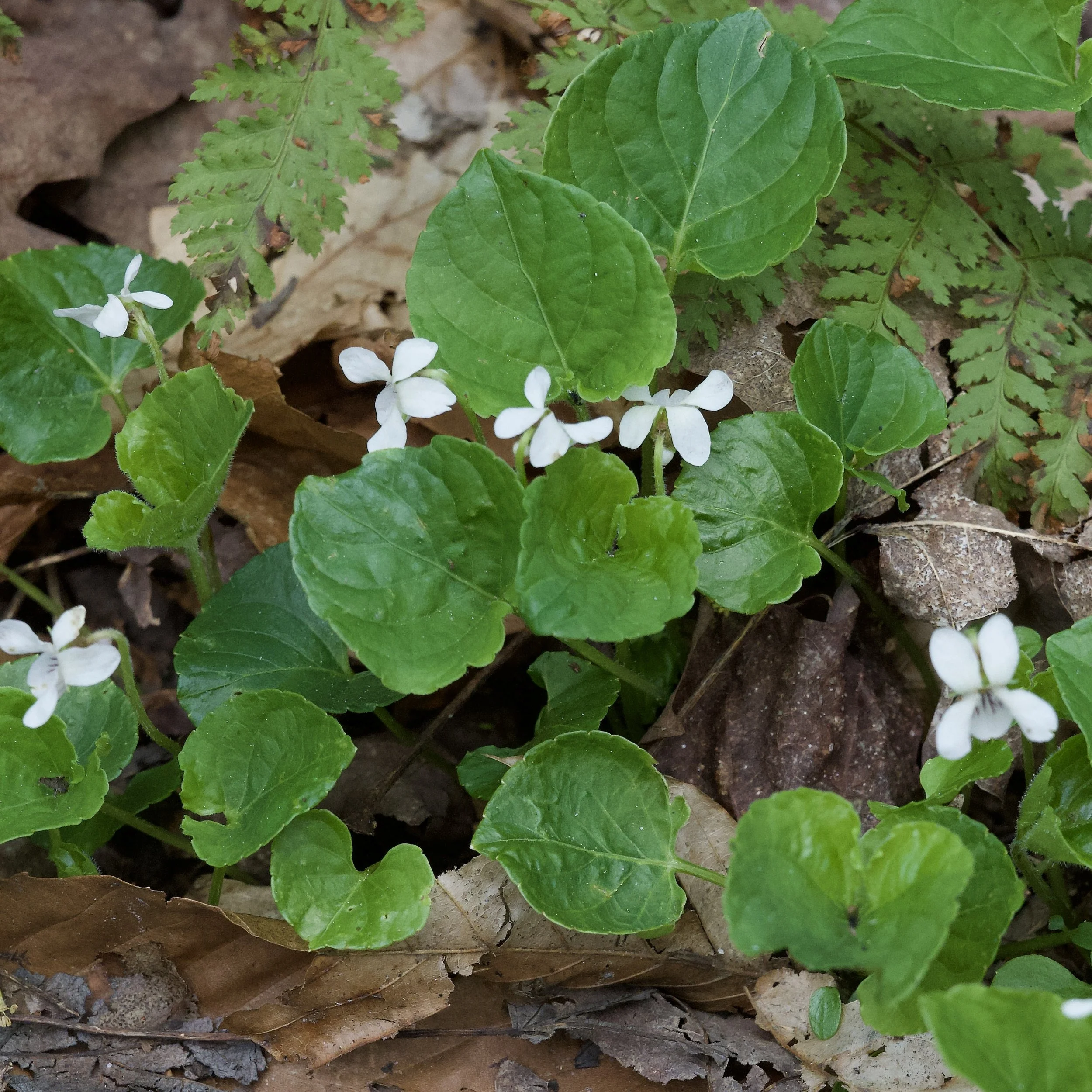 Kidneyleaf White Violet (Viola Renifolia), Paul Smith’s VIC, May 17, ‘26.  Photograph by Doug Hillstrom.